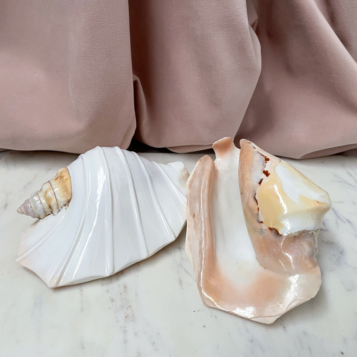 Real Pacific Conch Shell White Fluted