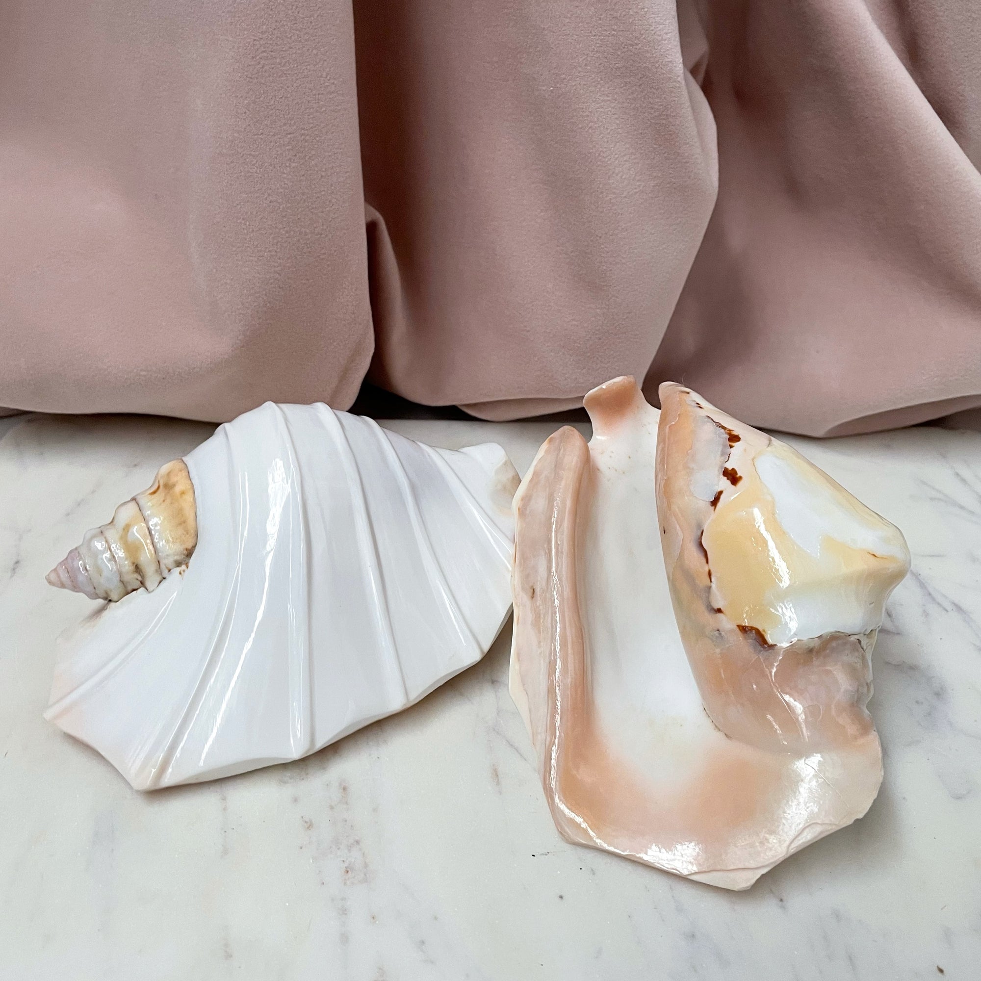 Real Pacific Conch Shell White Fluted ***LAST ONE***