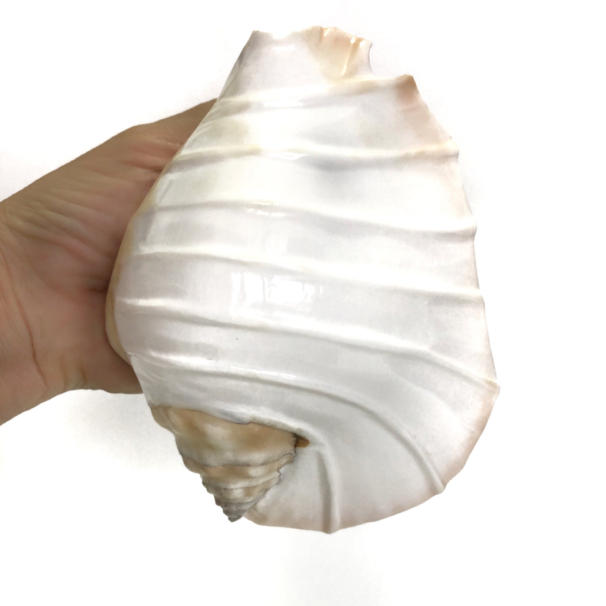 Real Pacific Conch Shell White Fluted ***LAST ONE***