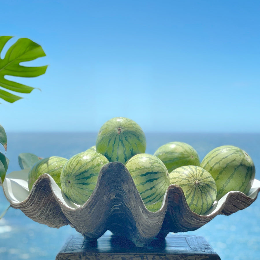 Resin Faux Giant Clamshell Clam 'Natural' 69 CM LAST ONE!