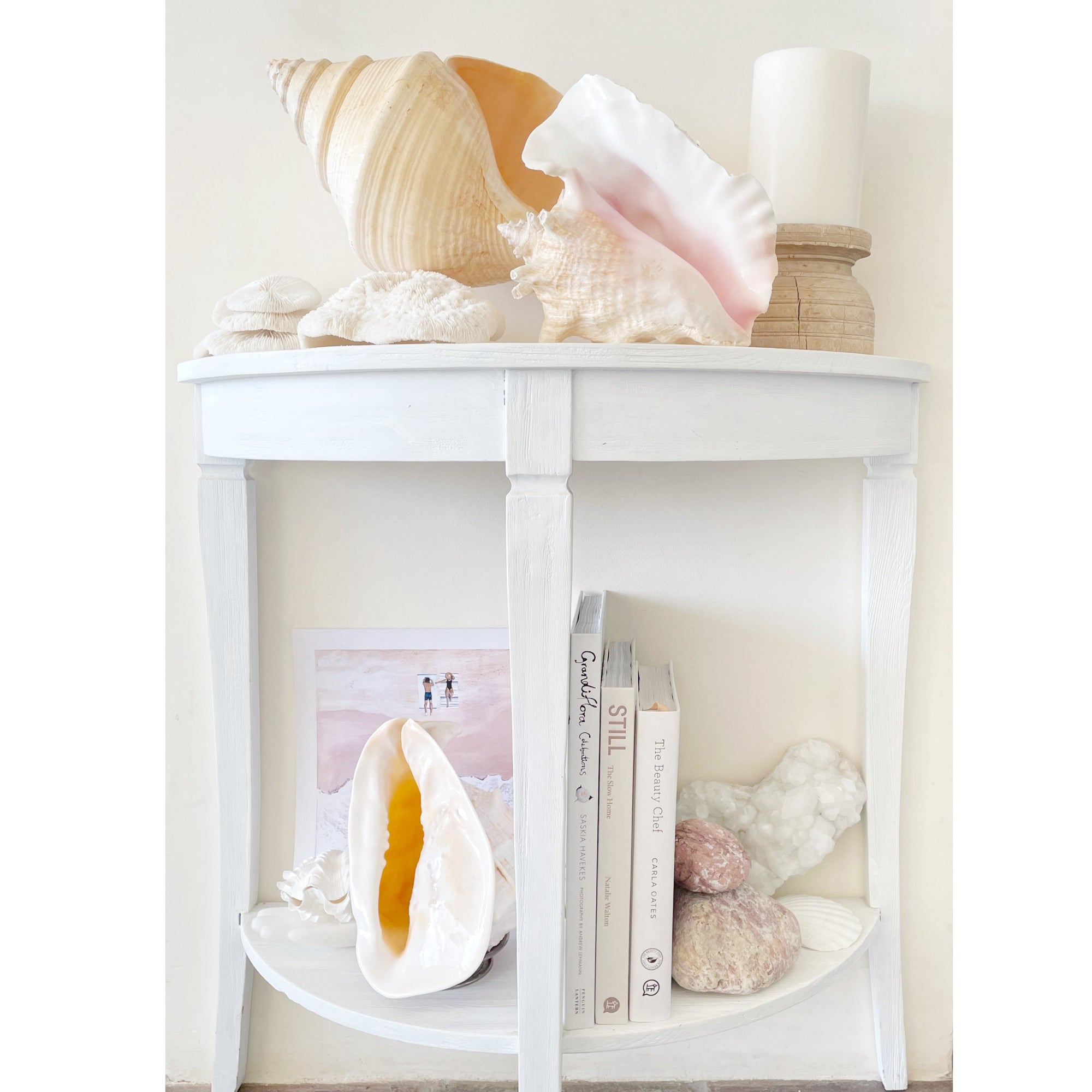 Real Rare Polished Pink Queen Conch Shell AKA Strombus Gigas