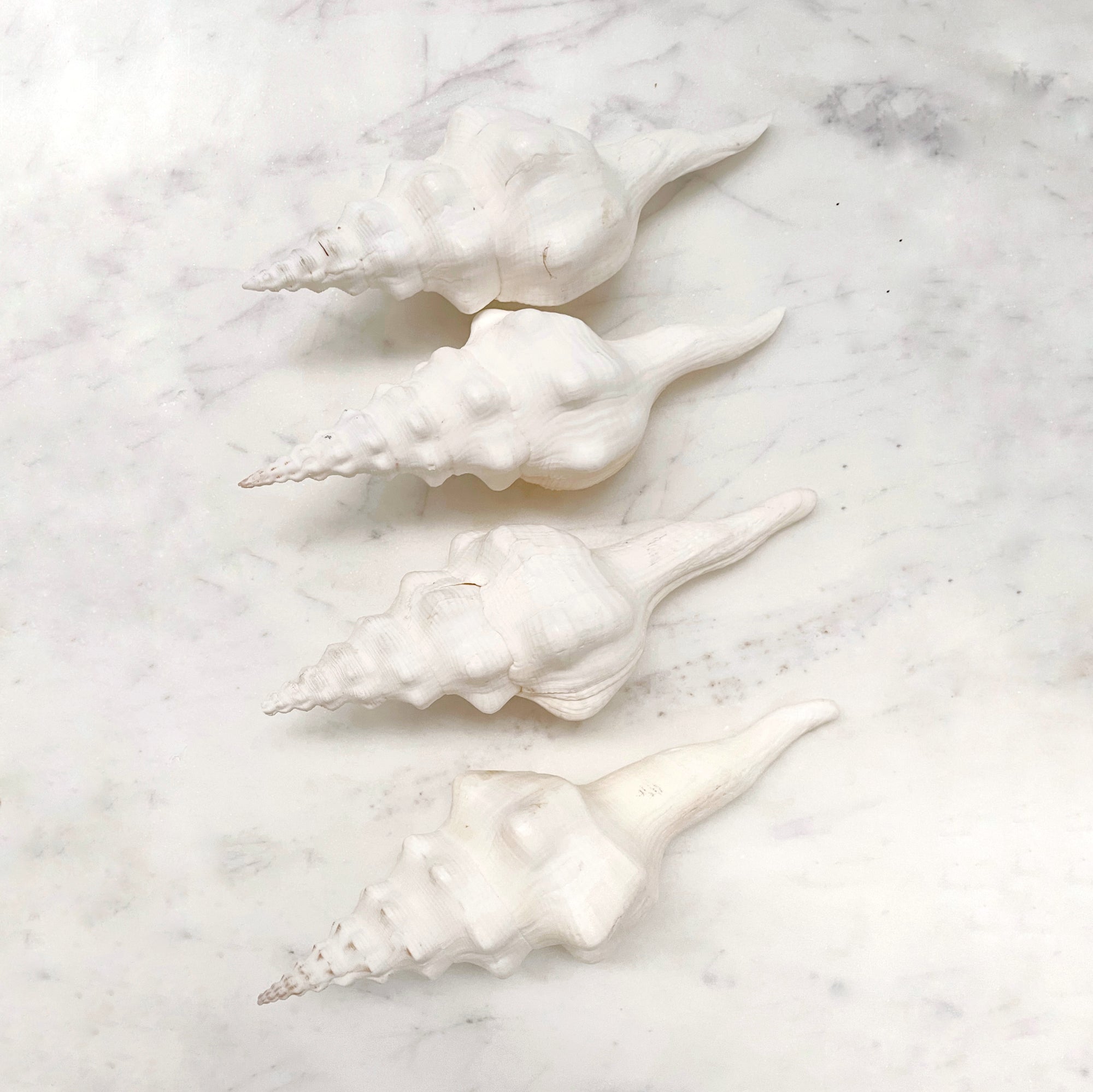 Real Polished White Horn Shell