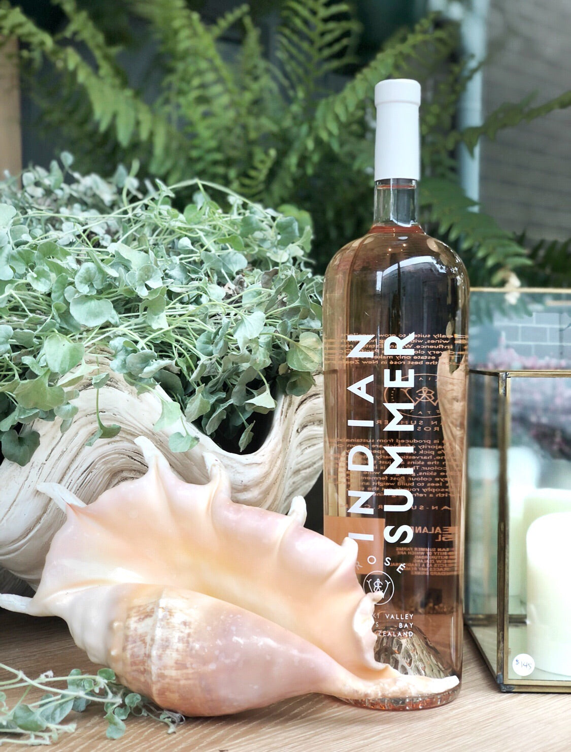 Real Large Spider Conch Shell