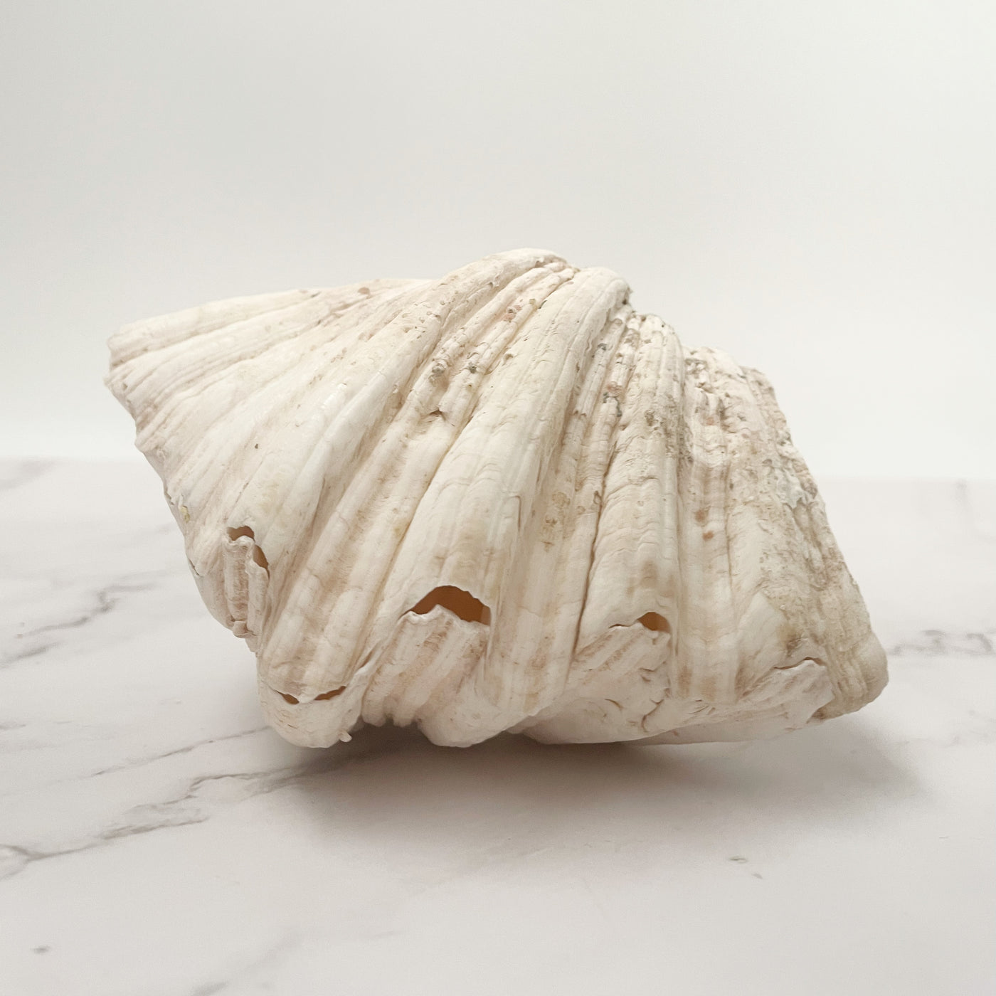 Real Clamshell Double 15 CM