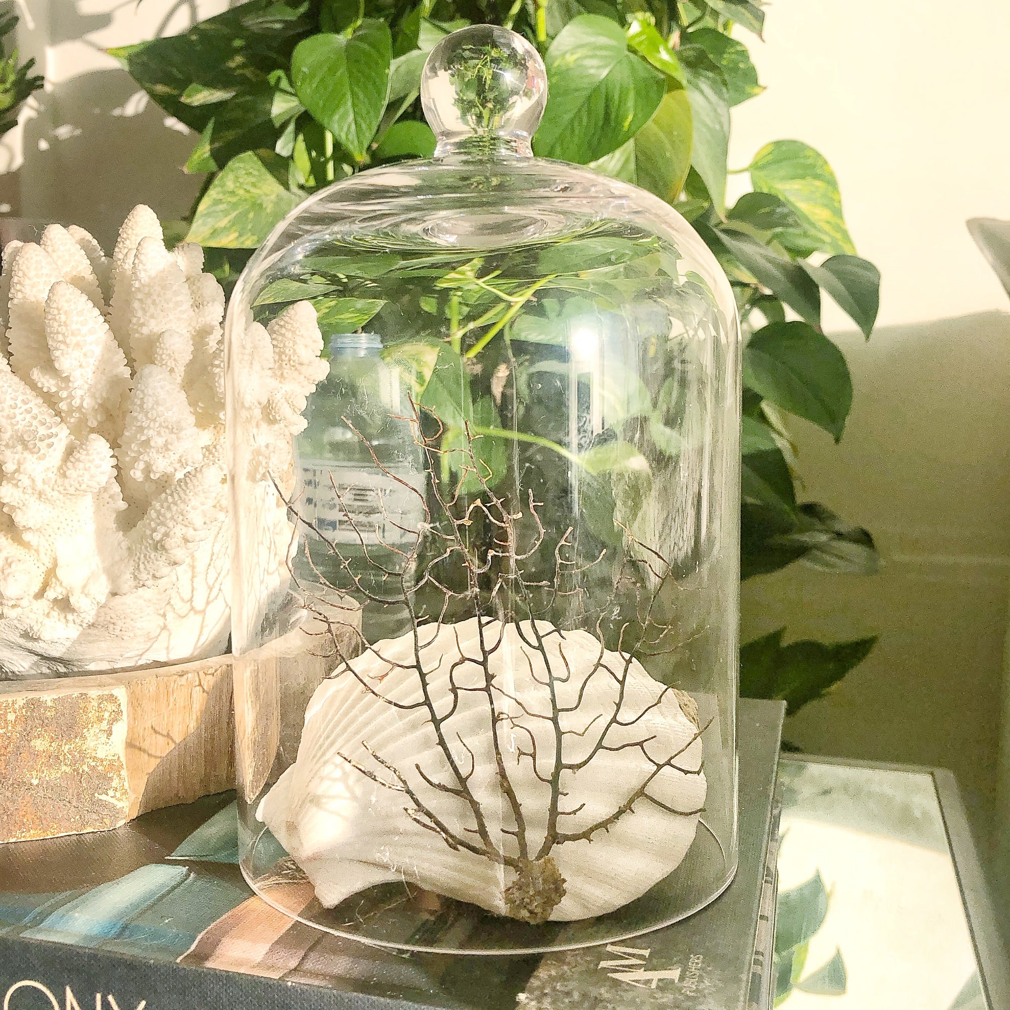 glass cloche plant terrarium Small Glass Cloche Dome Terrarium