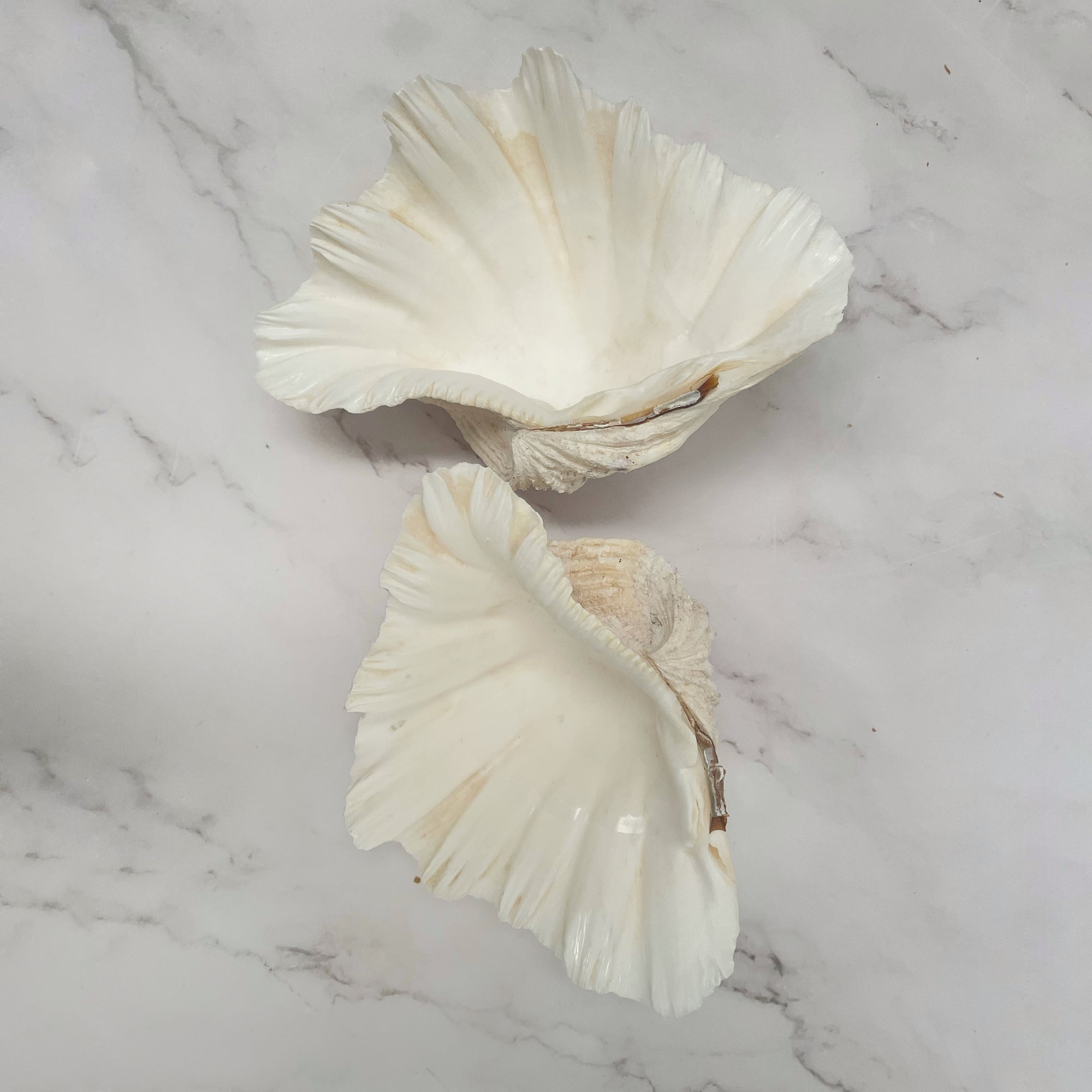 Real Clamshell Double 18 CM