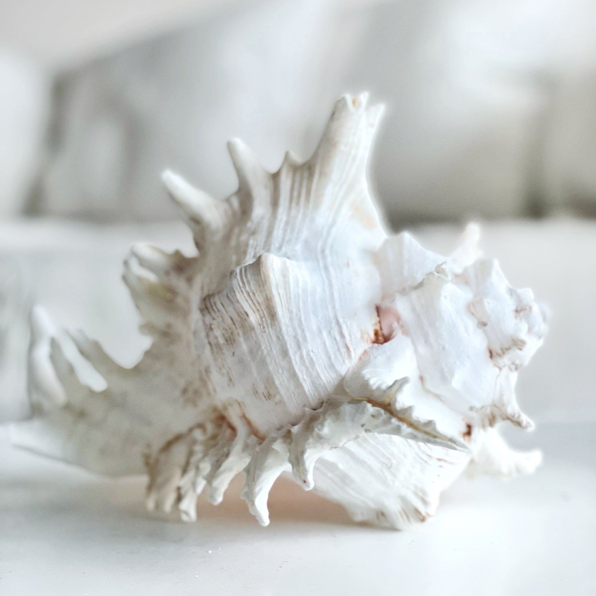 Real Murex Shell - Extra Large