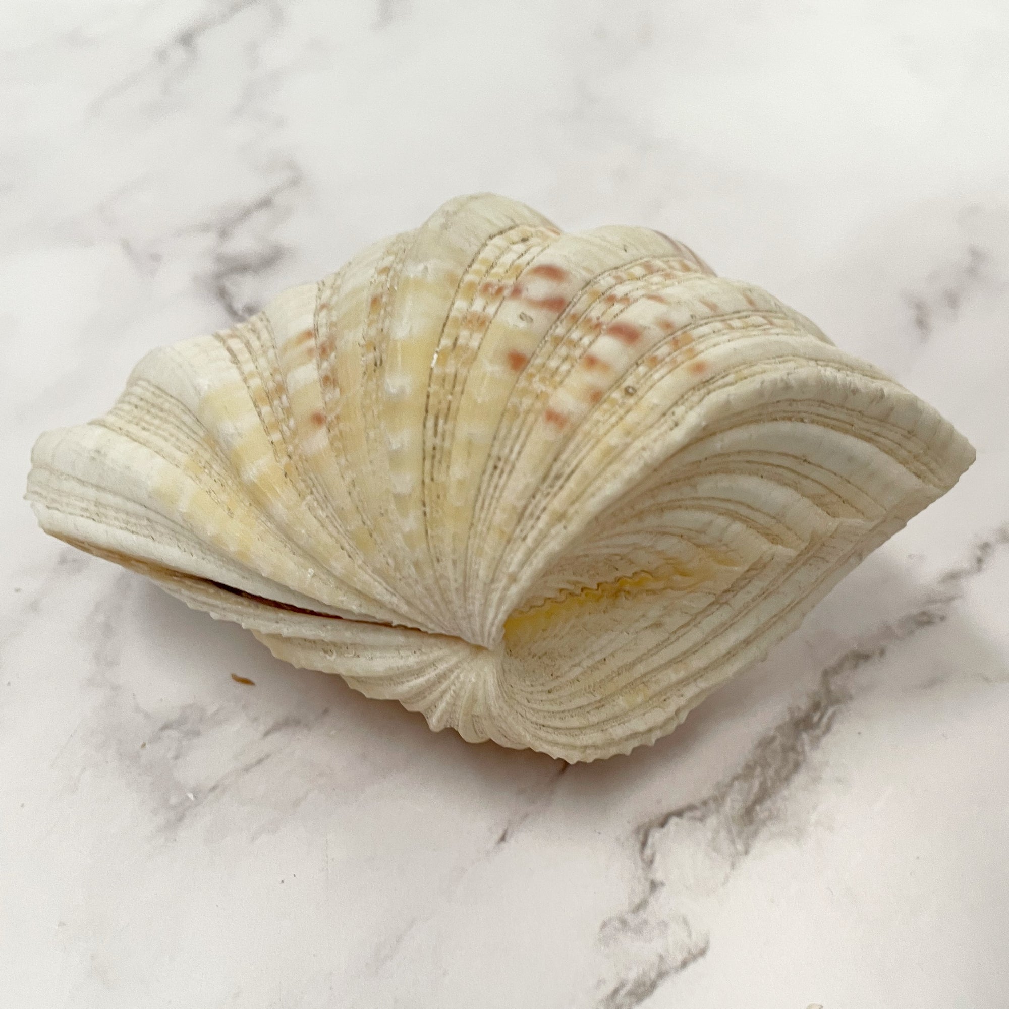 Real Clamshell Double