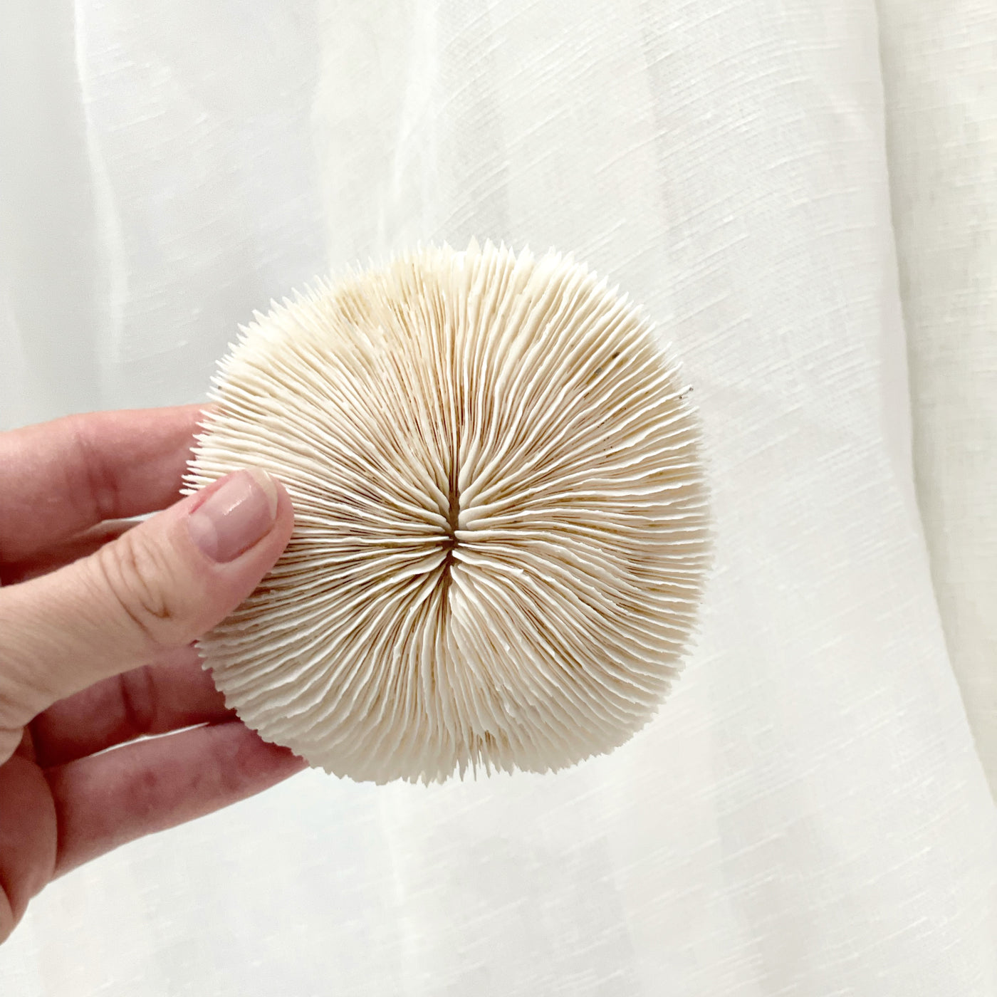 Real Mushroom Fungia Coral - Small