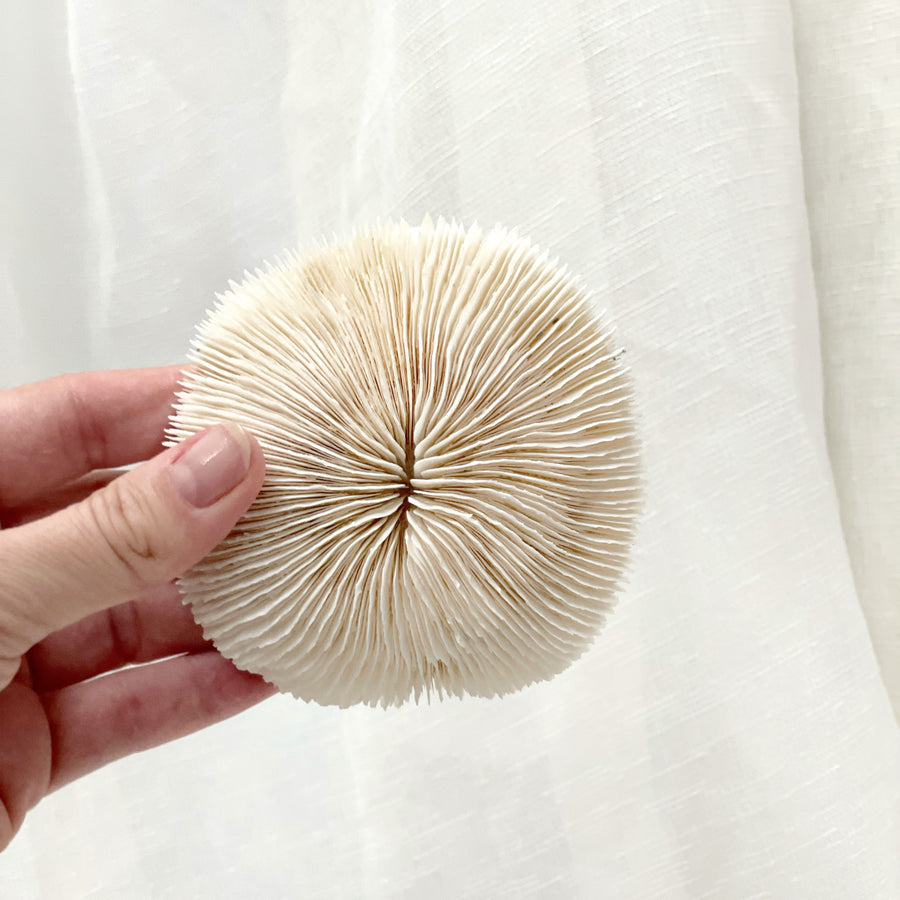 Real Mushroom Fungia Coral - Small