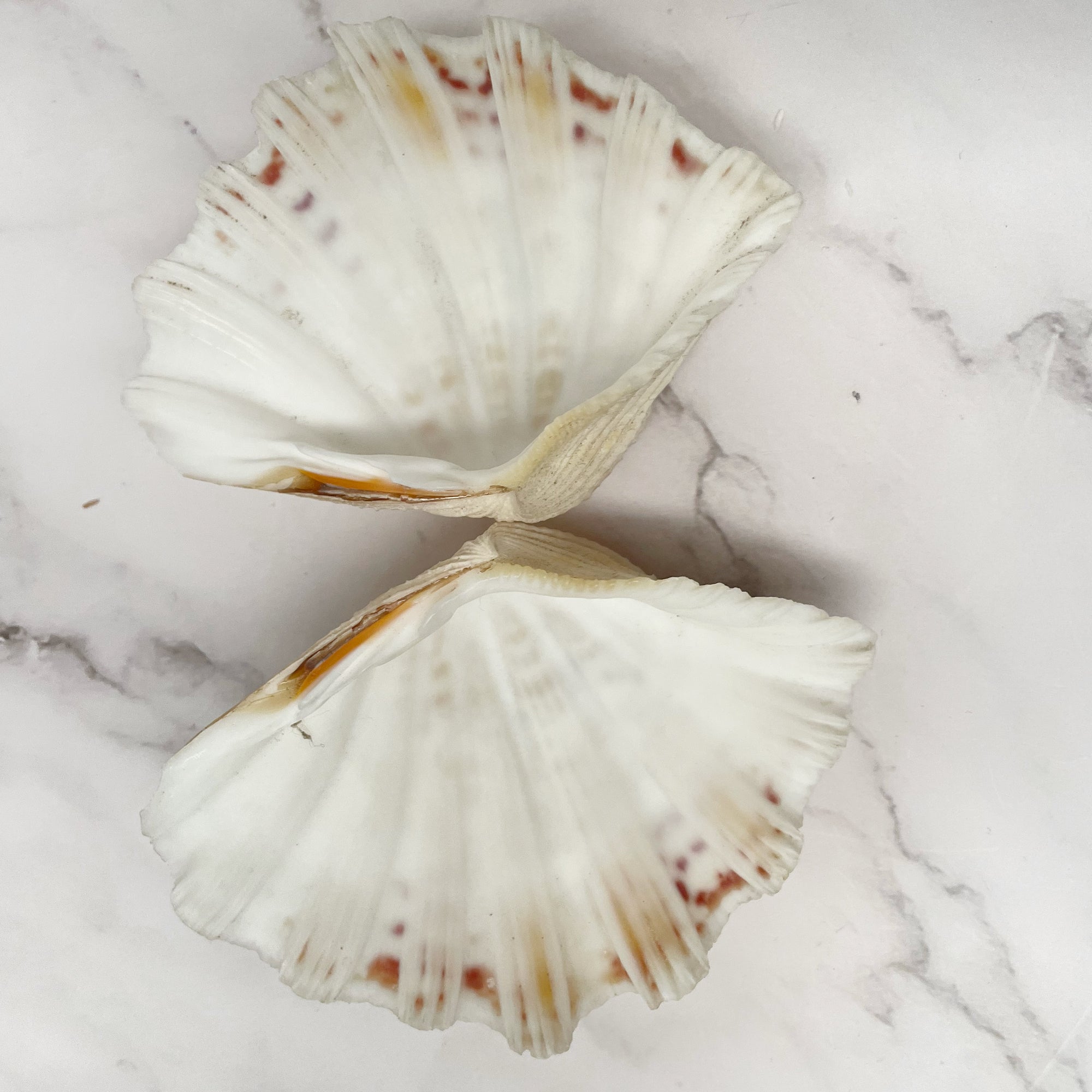 Real Clamshell Double