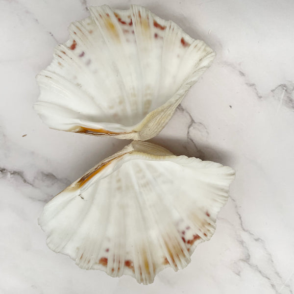 Real Clamshell Double 11 CM B - Sourceress