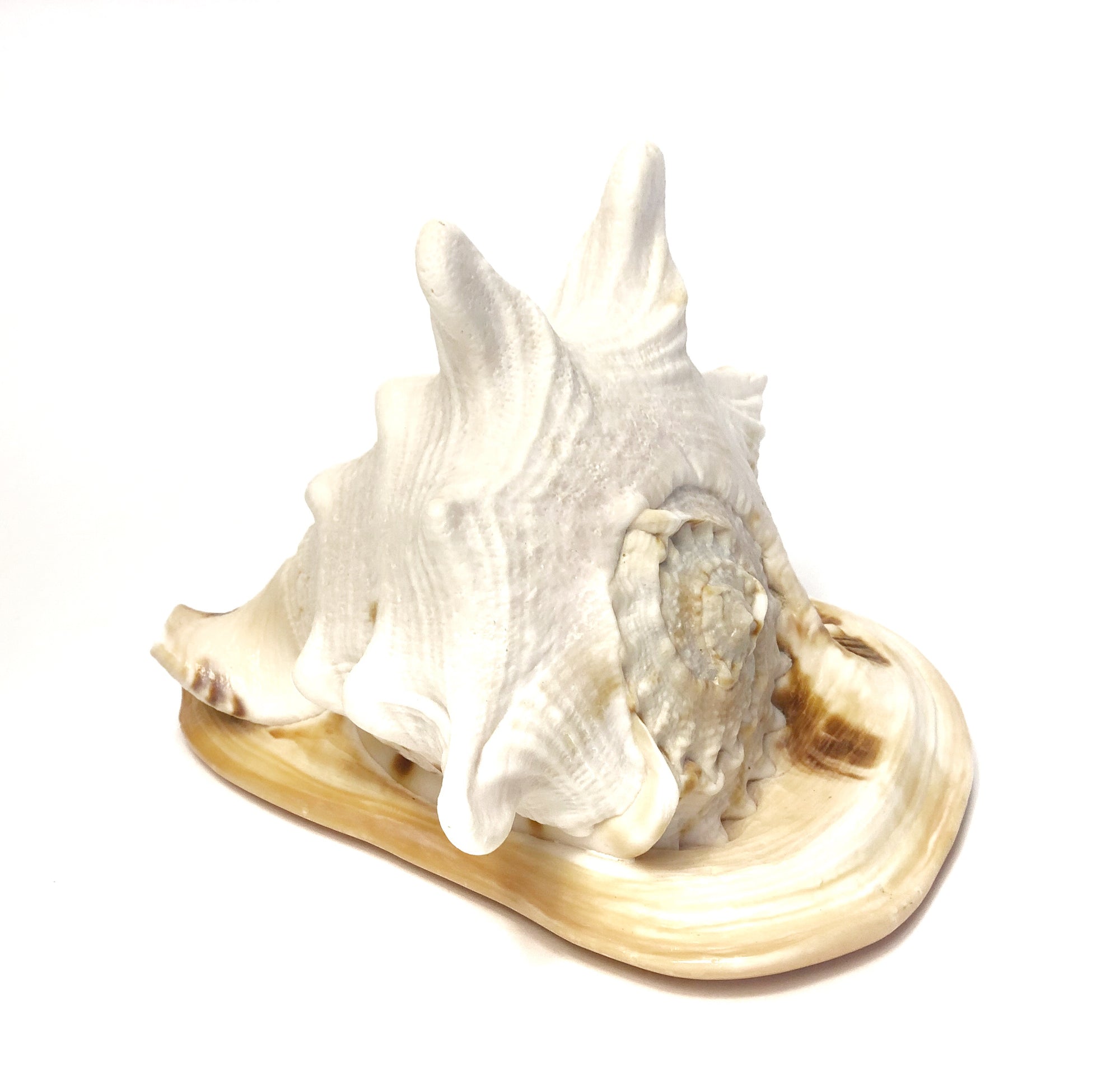 Real Large Polished Cassis Cornuta Horned Helmet  Shell