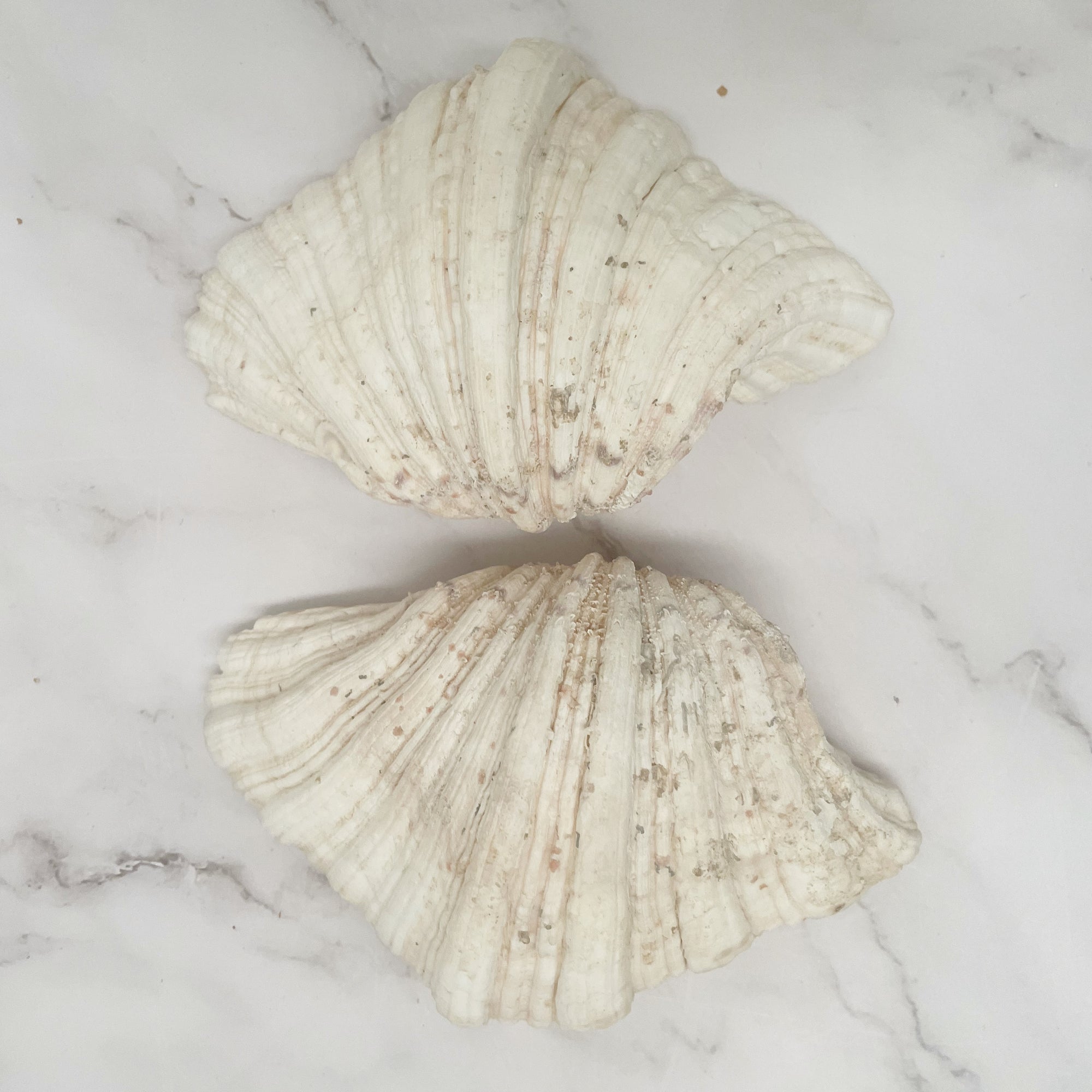 Real Clamshell Double 15 CM