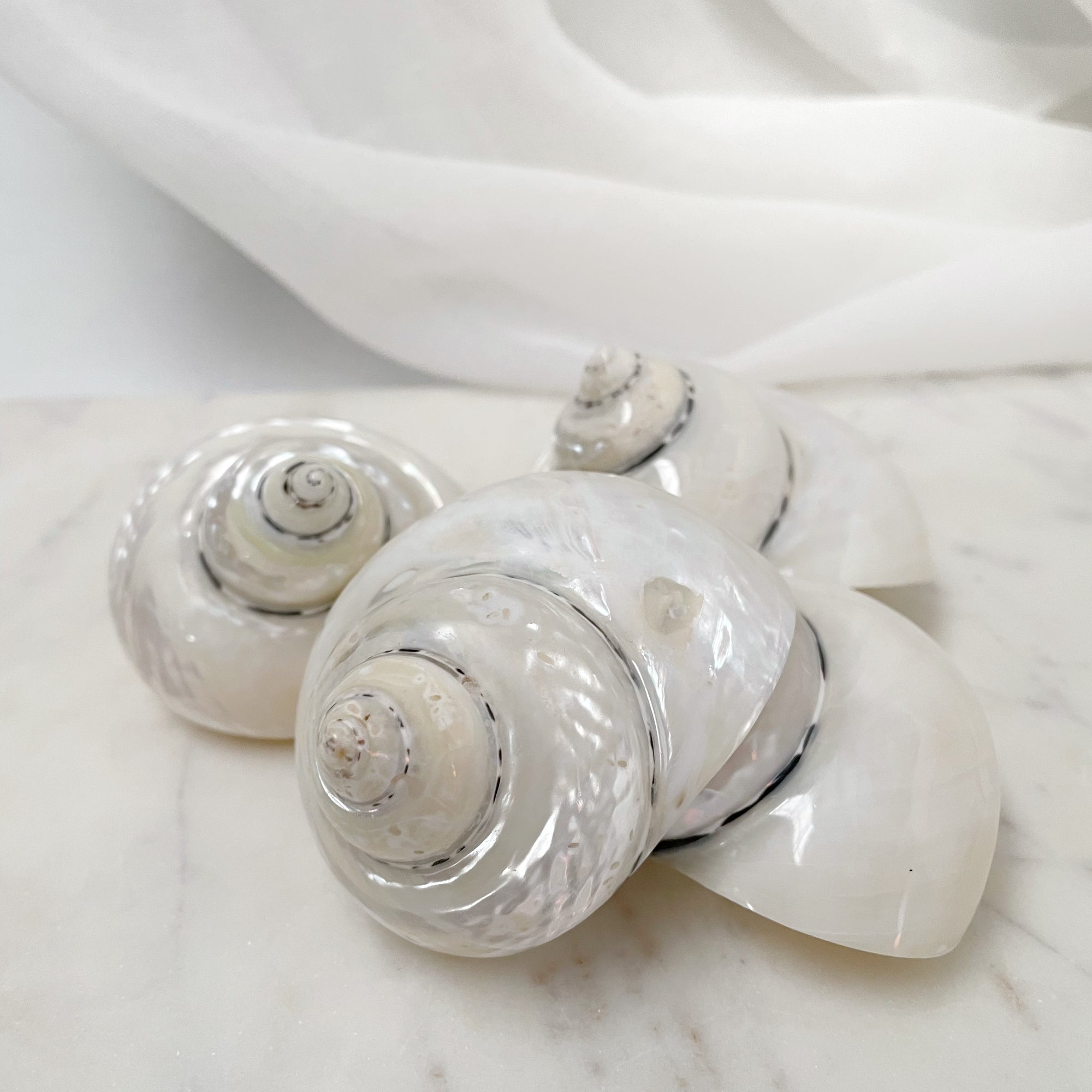 Real Polished Turbo Pearl Shell Medium Set 3