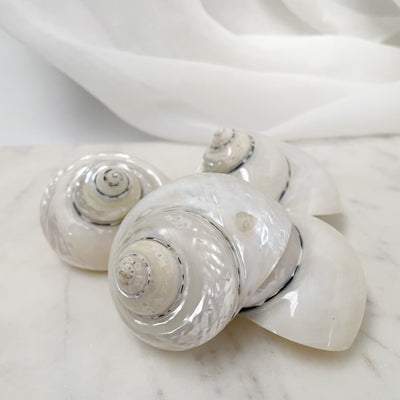 Real Polished Turbo Pearl Shell Medium Set 3