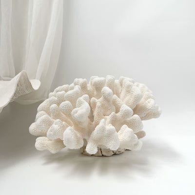 Soft Cauliflower Coral Specimen F