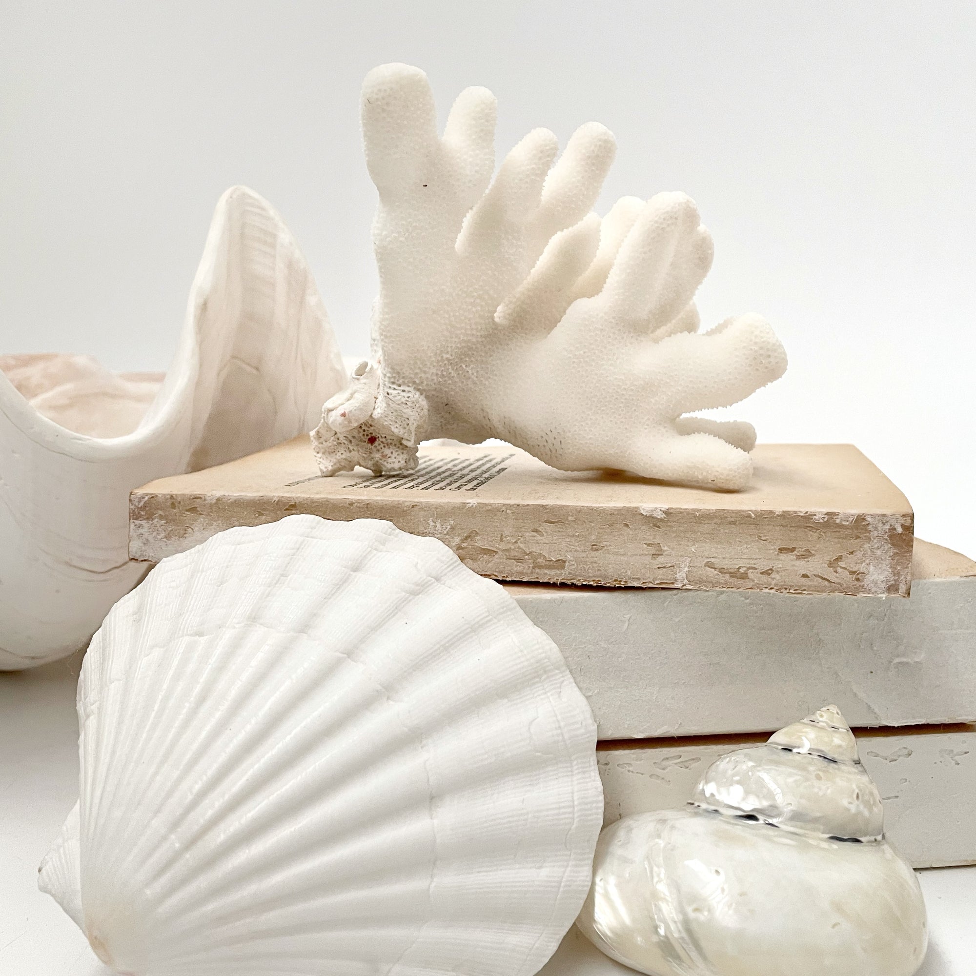 Real Cauliflower Coral Specimen A