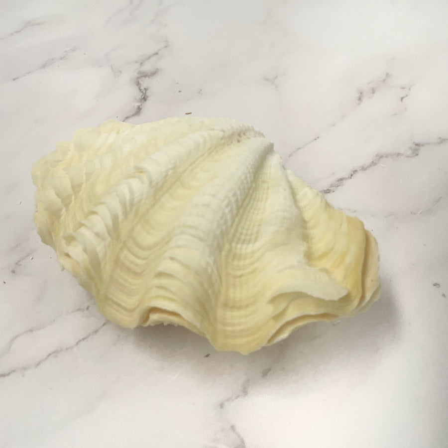 Giant Clam Shells for Sale Australia