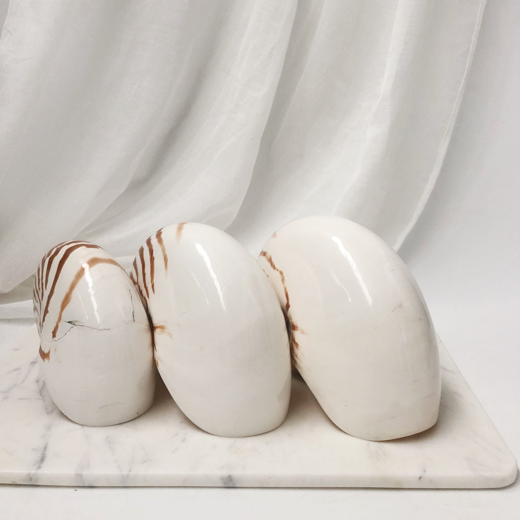 Real Rare Nautilus Stripe Shell