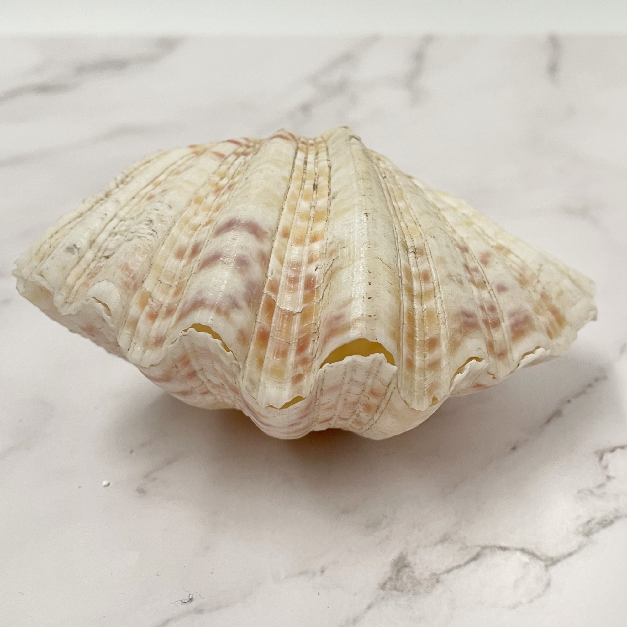 Real Clamshell Double