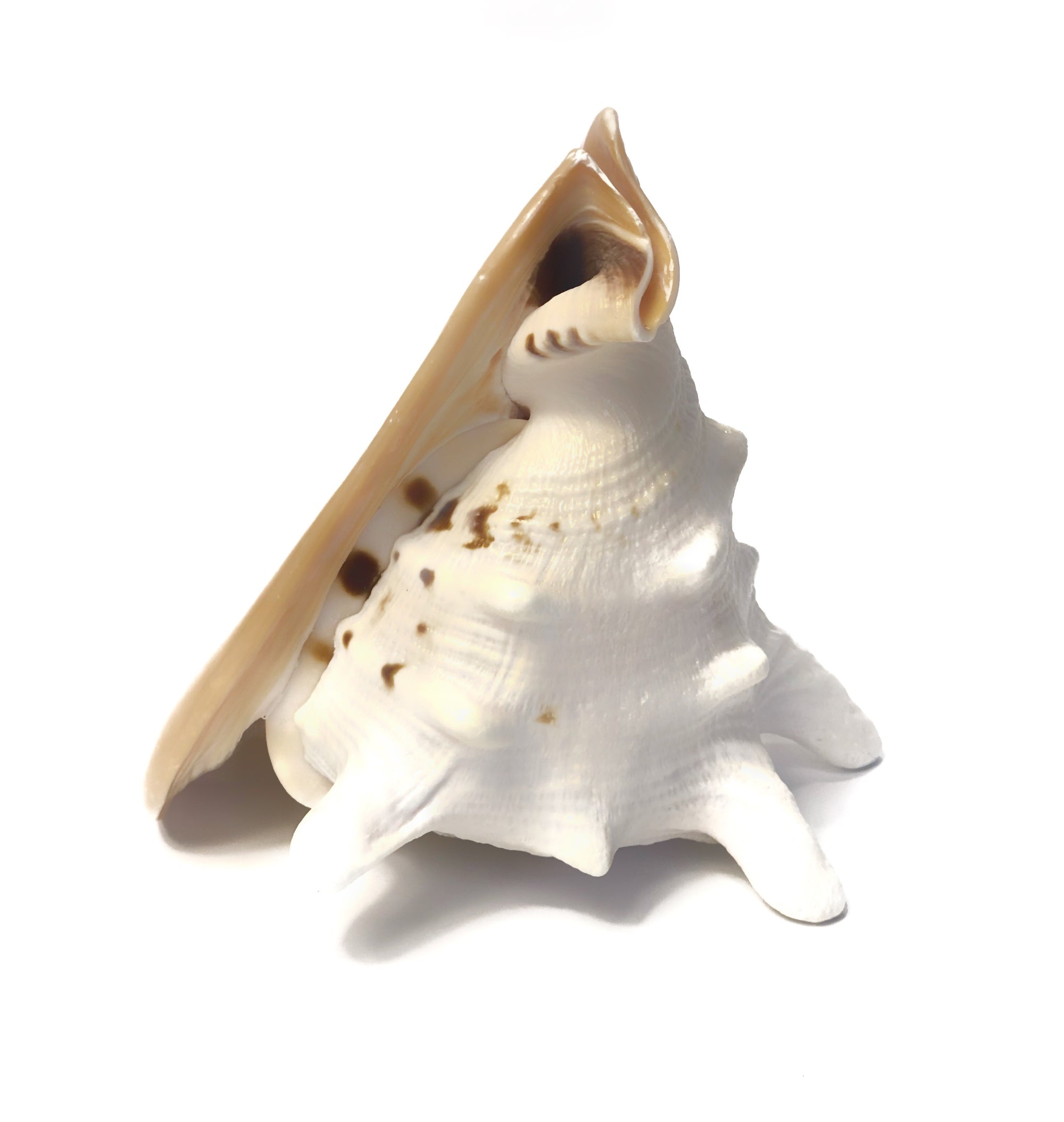 Real Large Polished Cassis Cornuta Horned Helmet  Shell