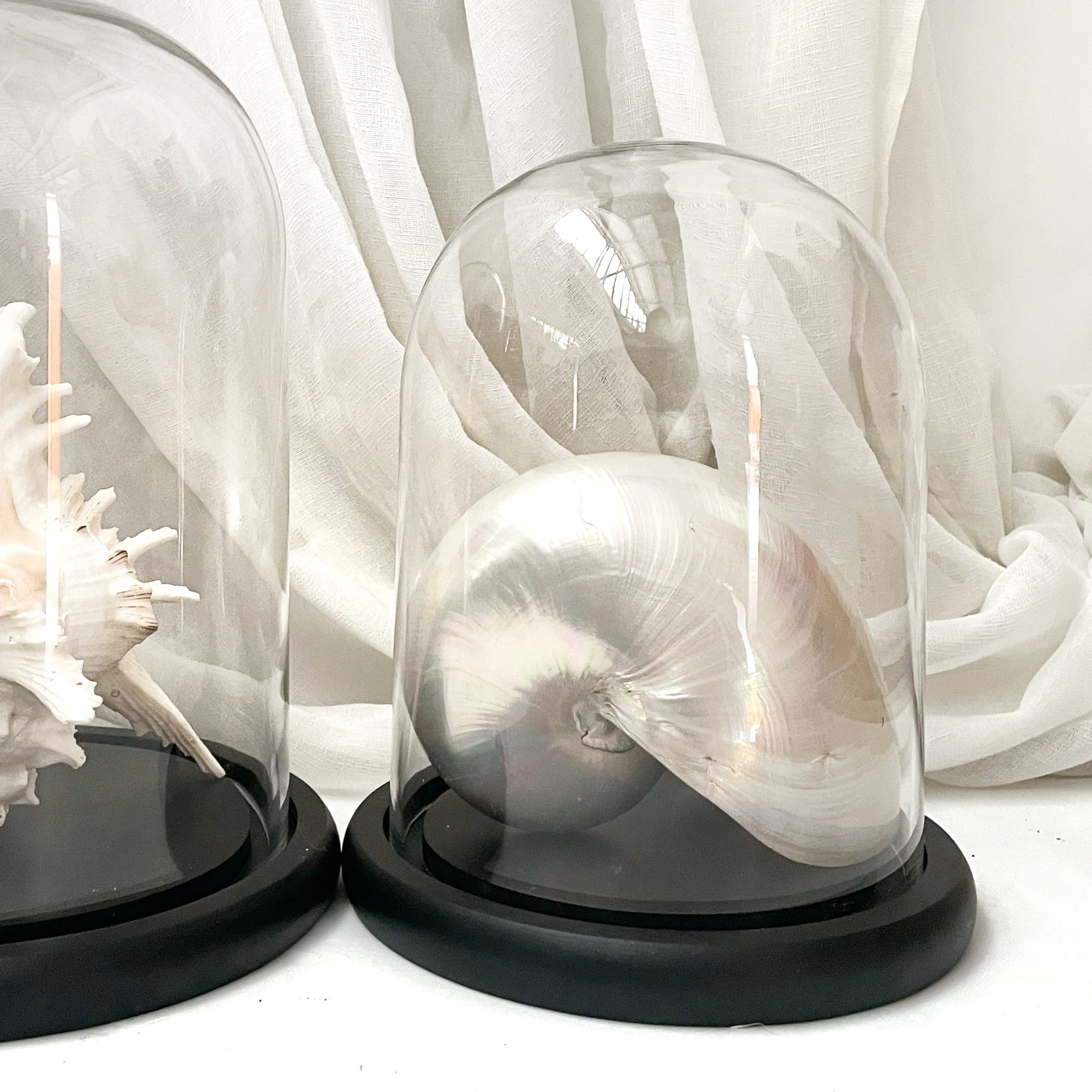 Real Rare Chambered Polished Pearl Nautilus Shell