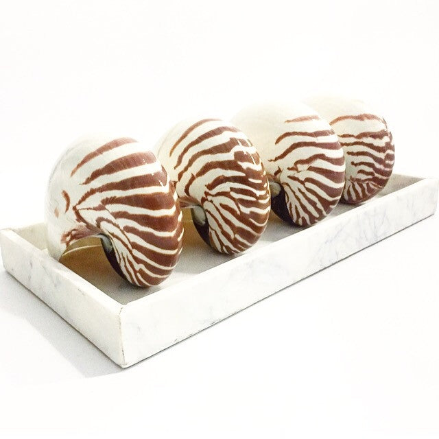 Real Rare Nautilus Stripe Shell