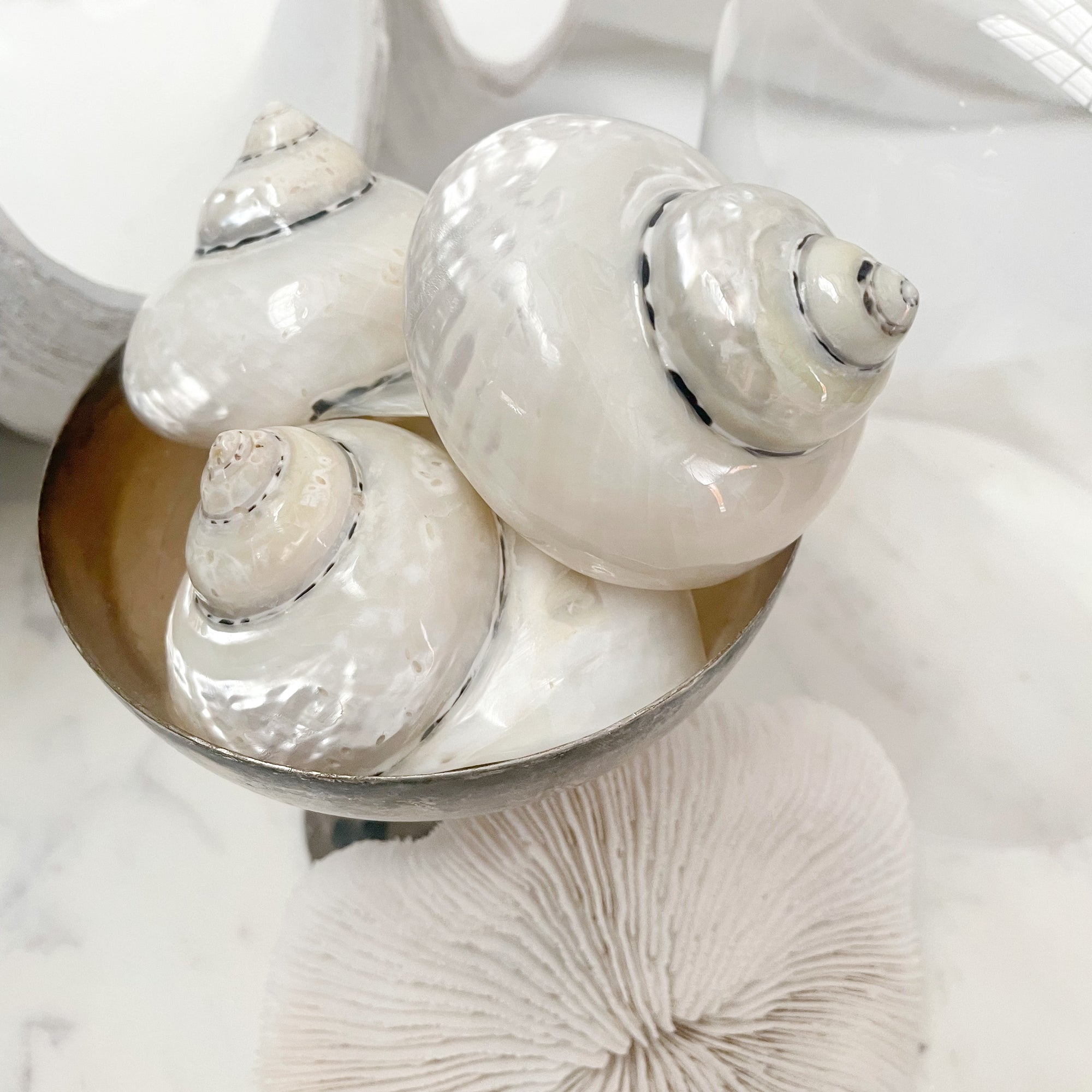 Real Polished Turbo Pearl Shell Medium Set 3