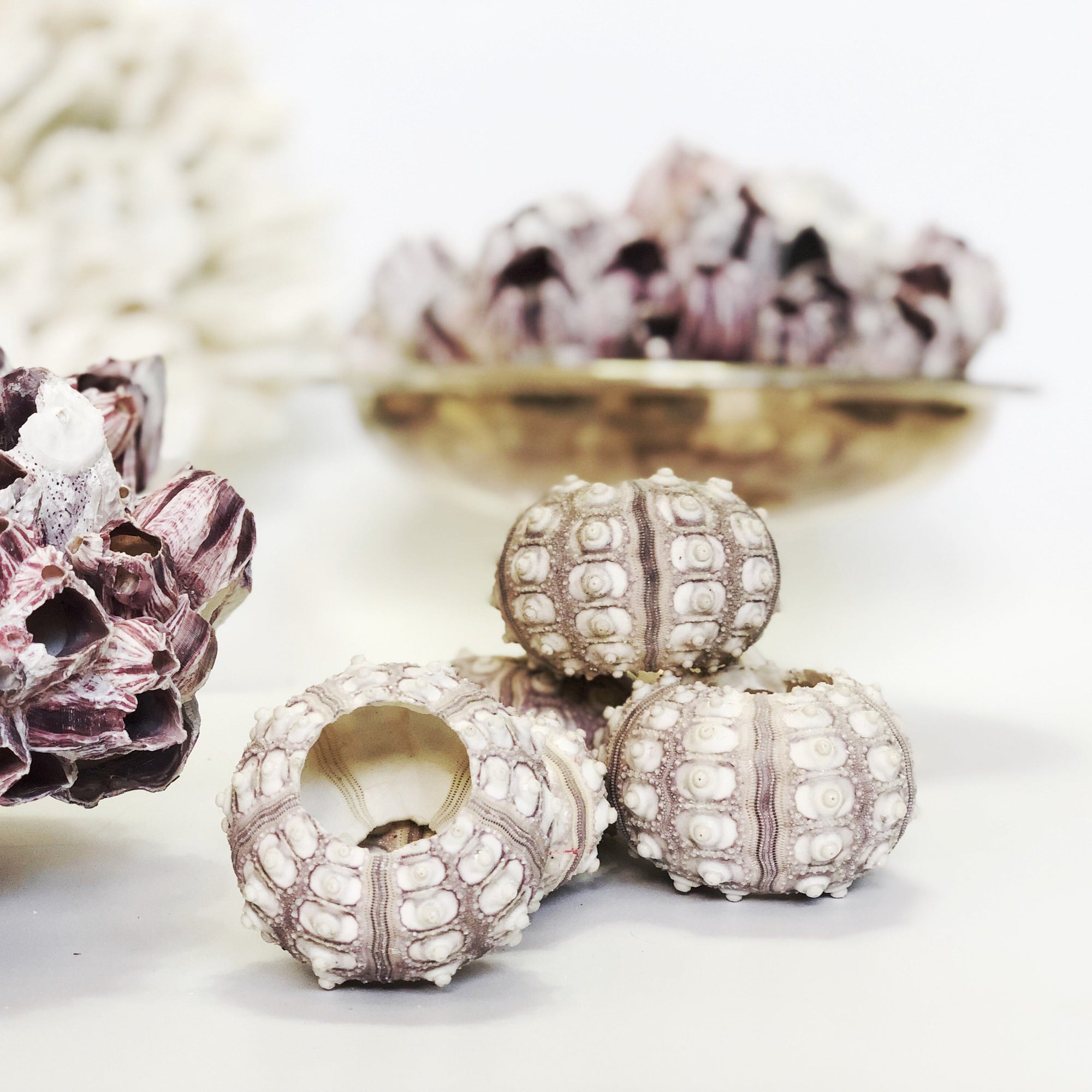 Sputnik Sea Urchin Set 5