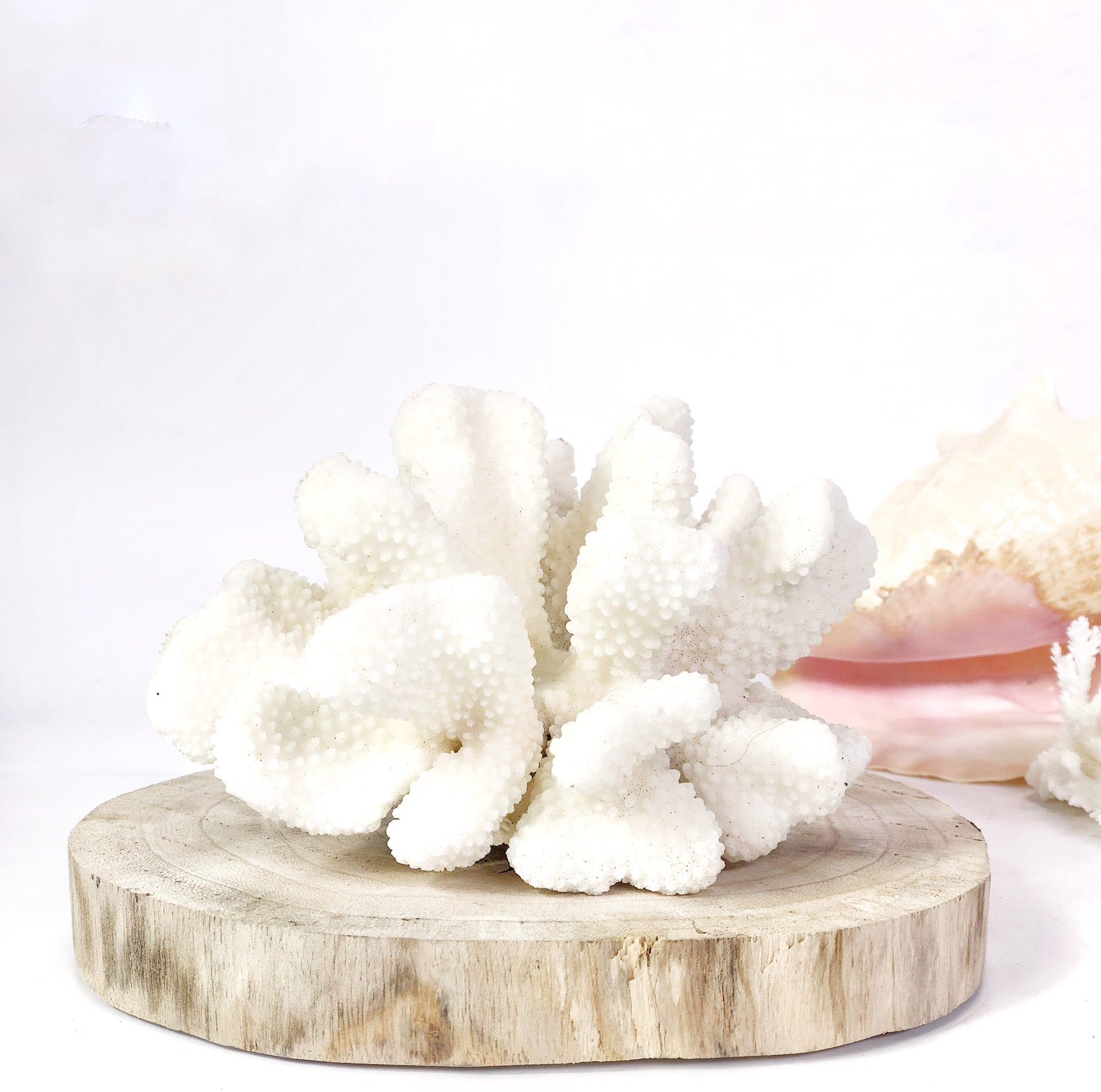 Natural Wood Slice Round Medium