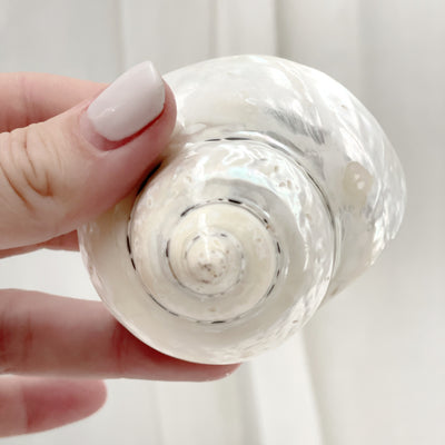 Real Polished Turbo Pearl Shell Medium Set 3