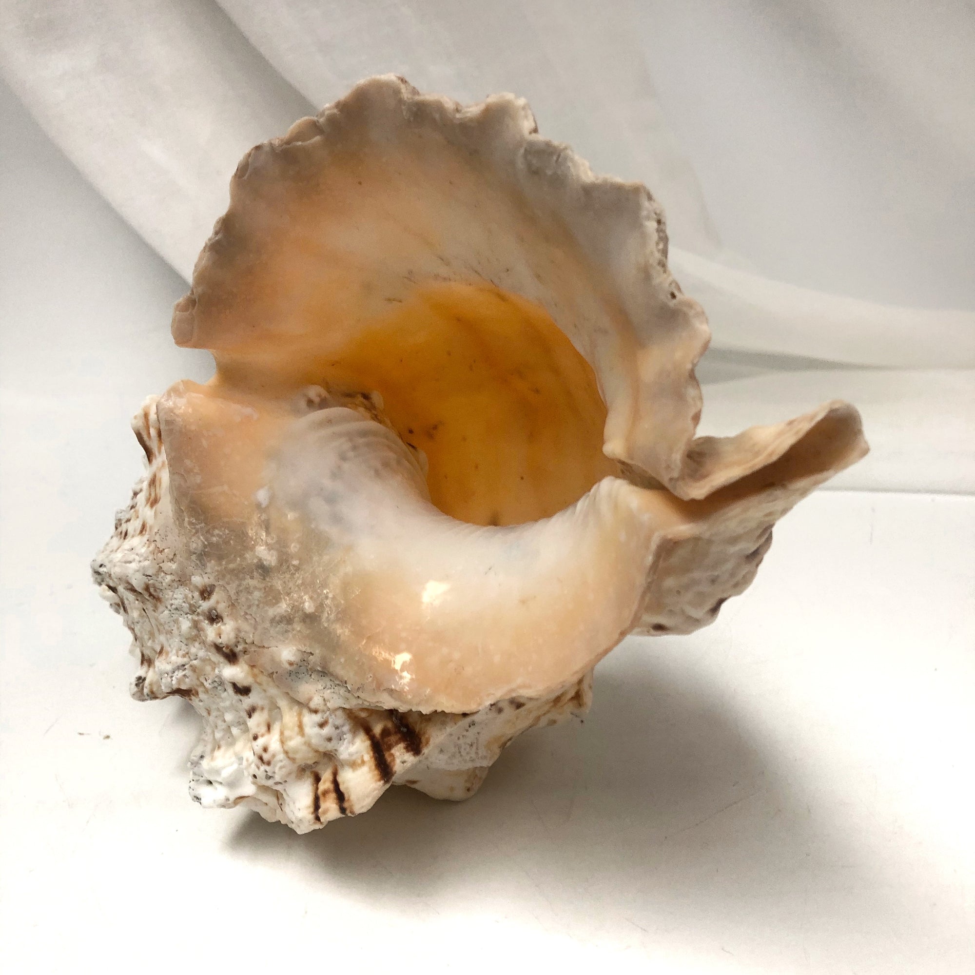 Real Extra Large Frog Shell