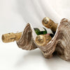 Resin Faux Giant Clamshell Clam 'Natural' 41 CM