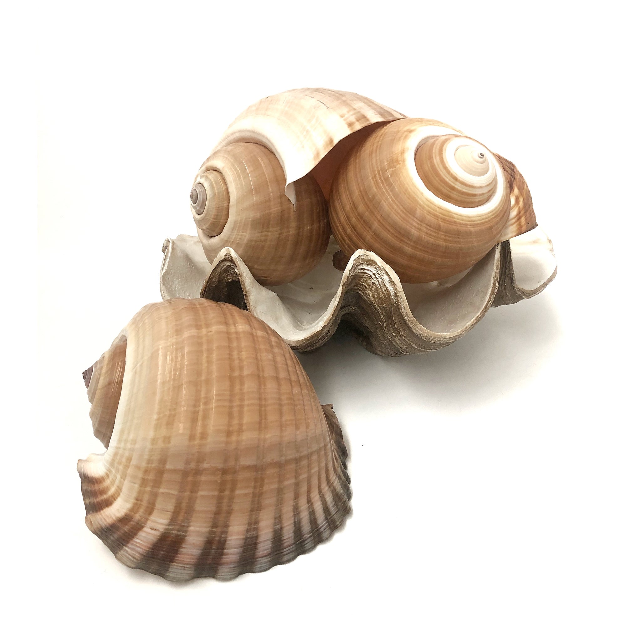 Real Giant Ton Shell XL