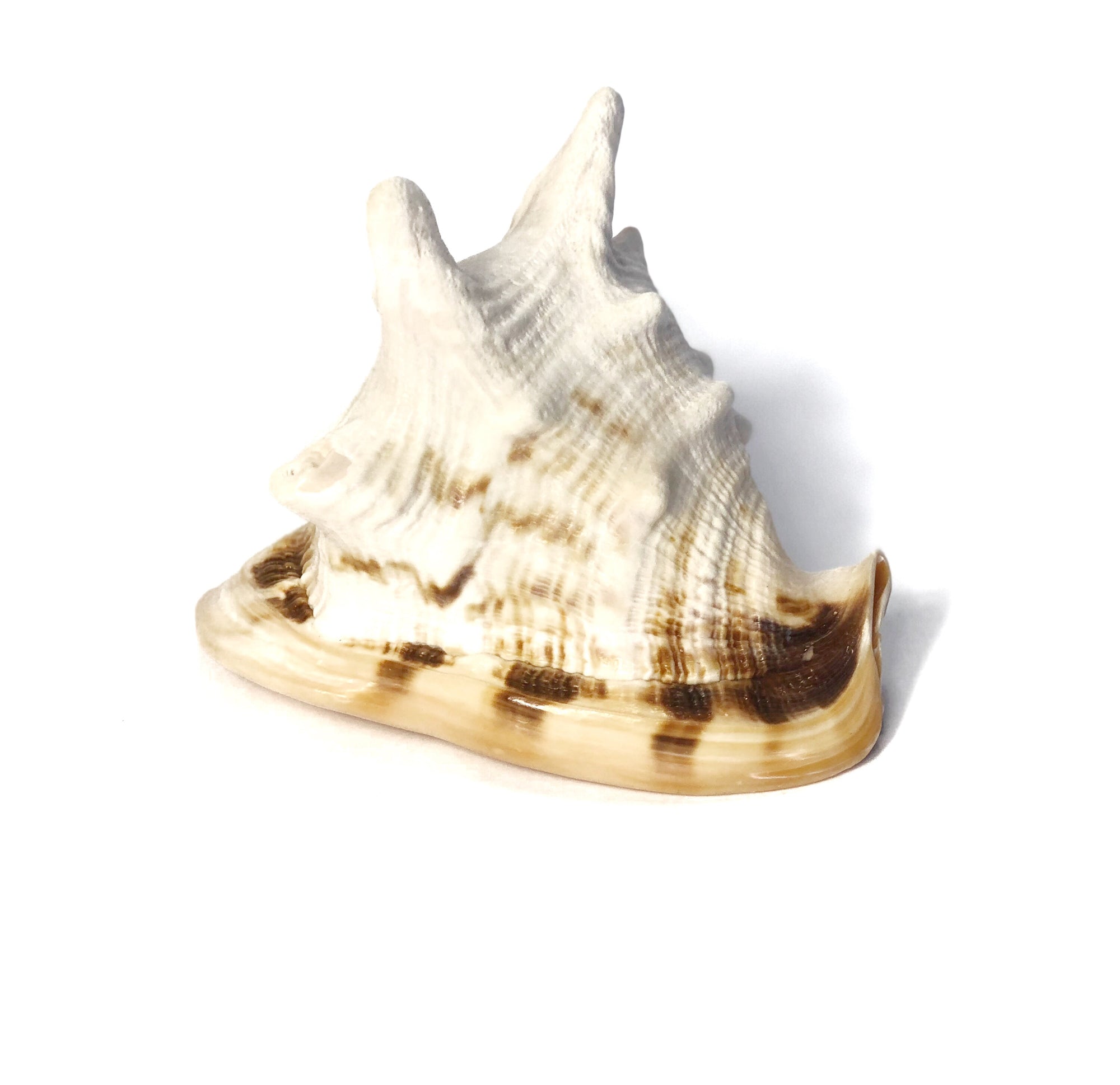 Real Large Polished Cassis Cornuta Horned Helmet  Shell