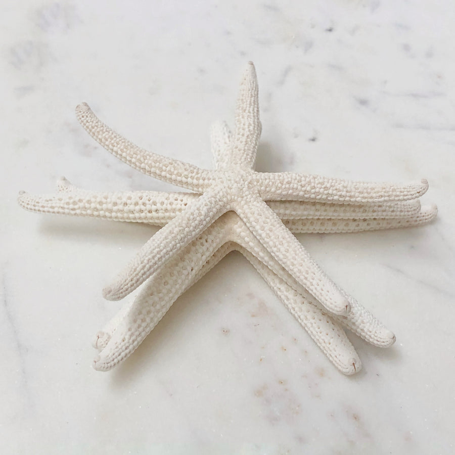 Real White Starfish