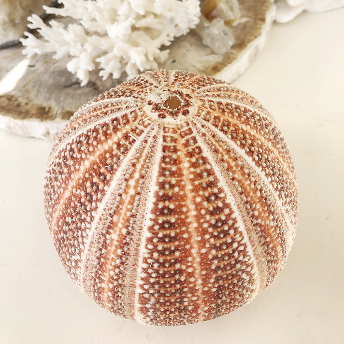 Real Giant Sea Urchin AKA Cornish Urchin