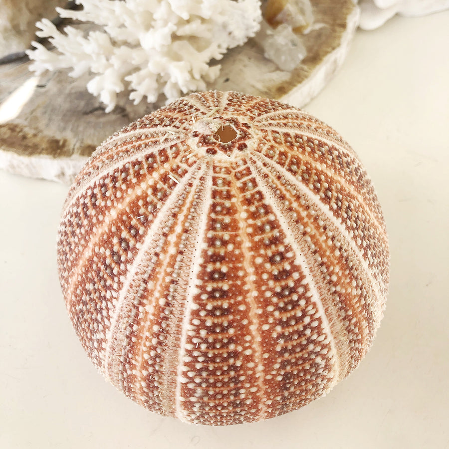 Real Giant Sea Urchin AKA Cornish Urchin