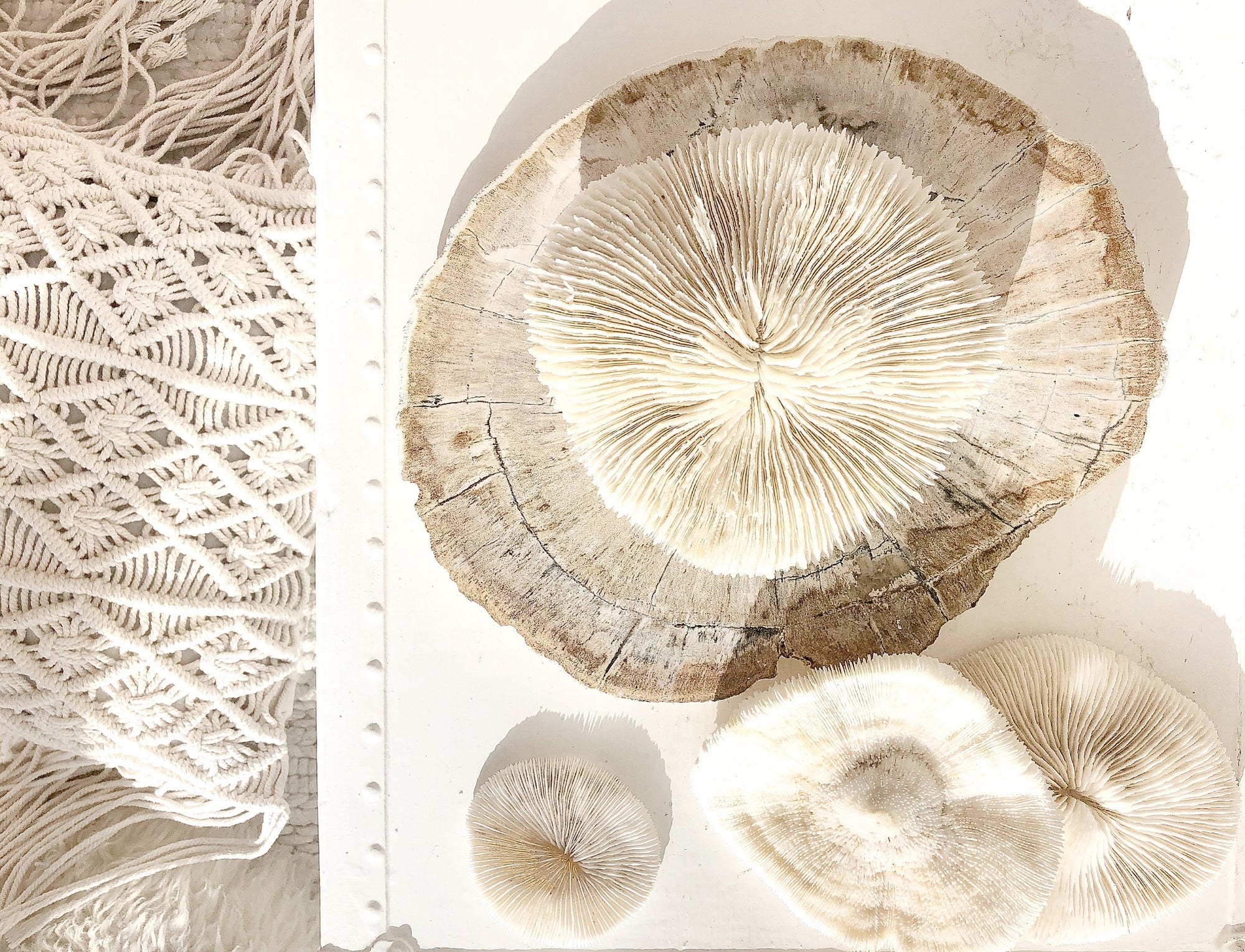 Real Mushroom Fungia Coral - Large