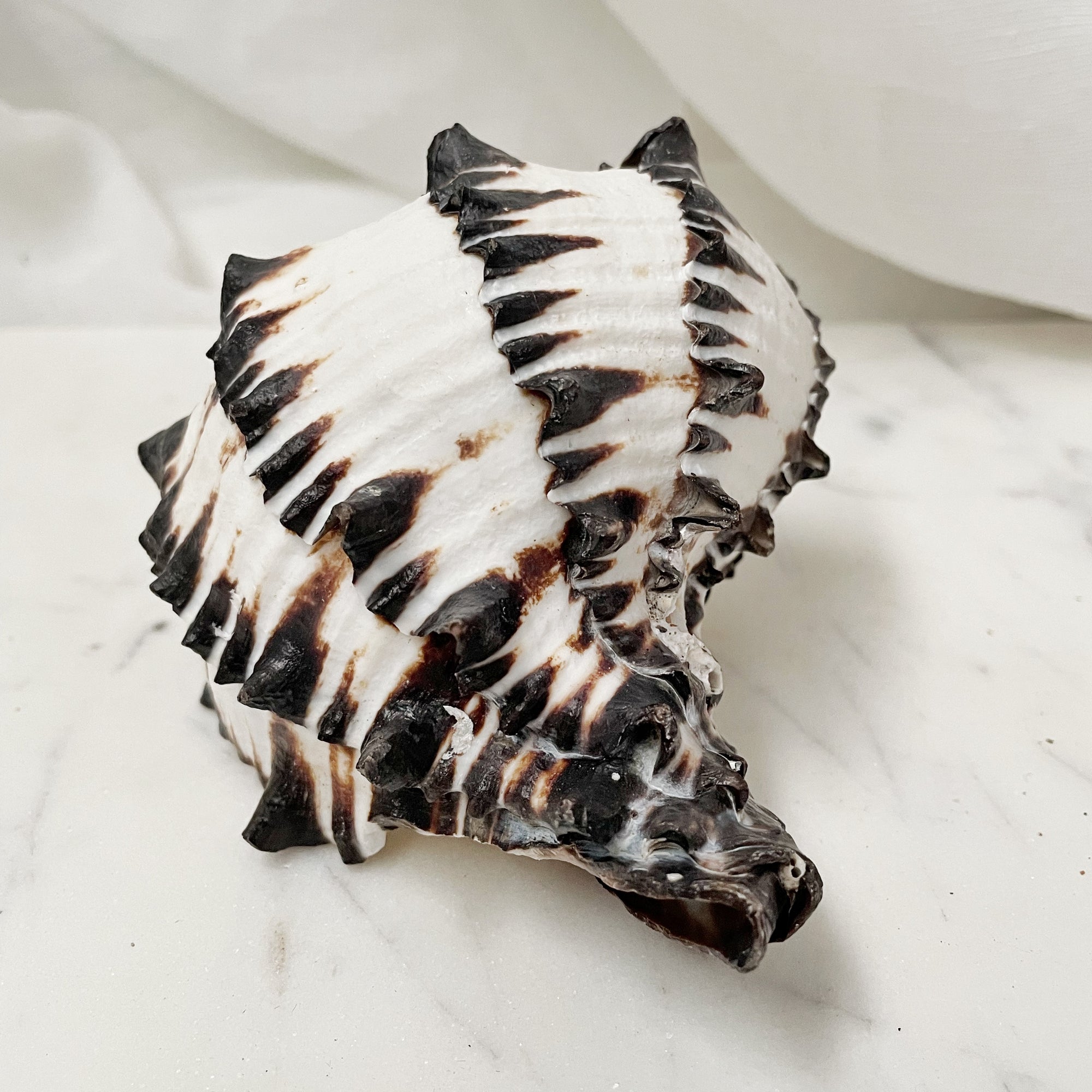 Real Black Murex Shell Set 3