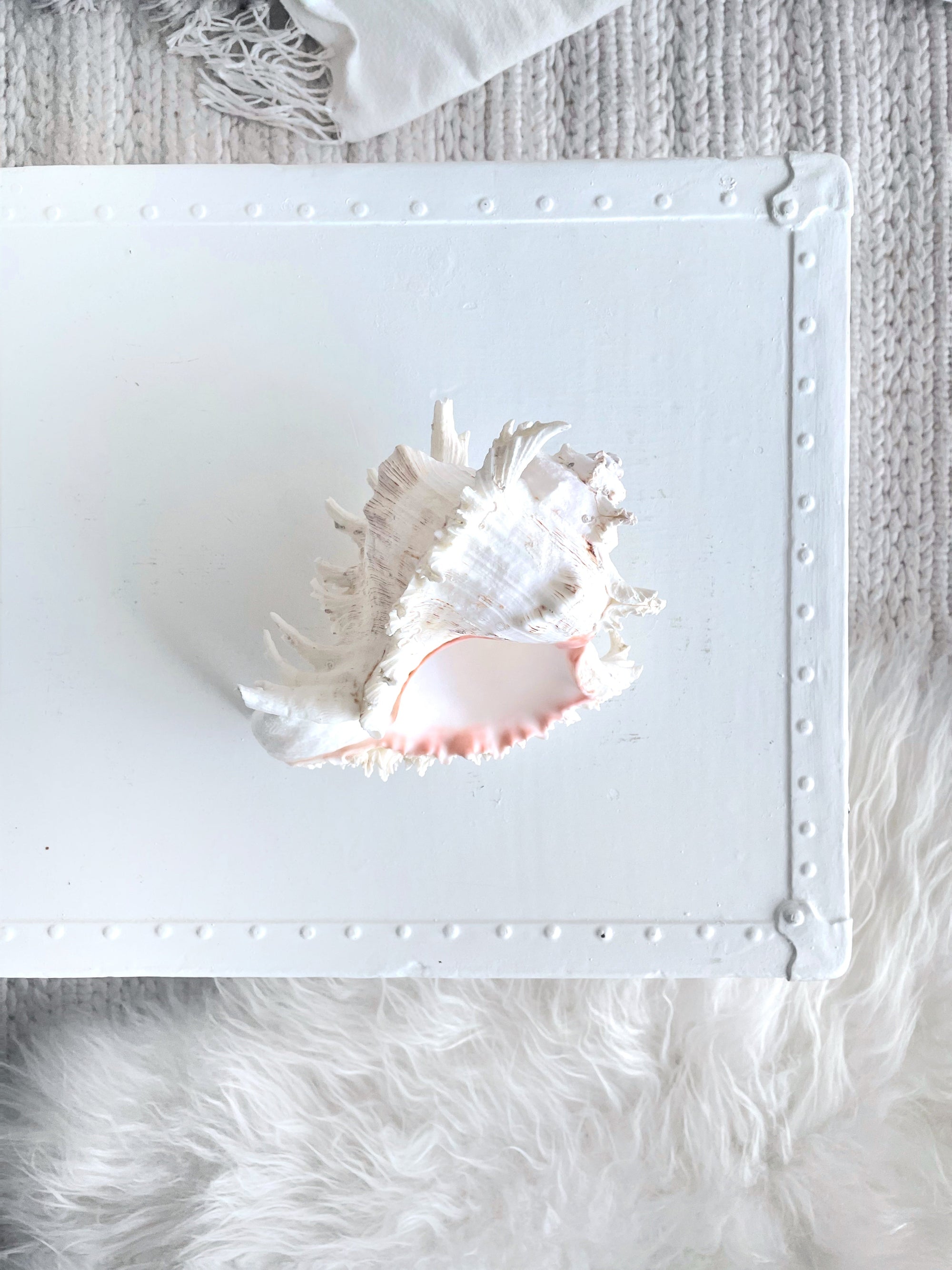 Real Murex Shell - Extra Large