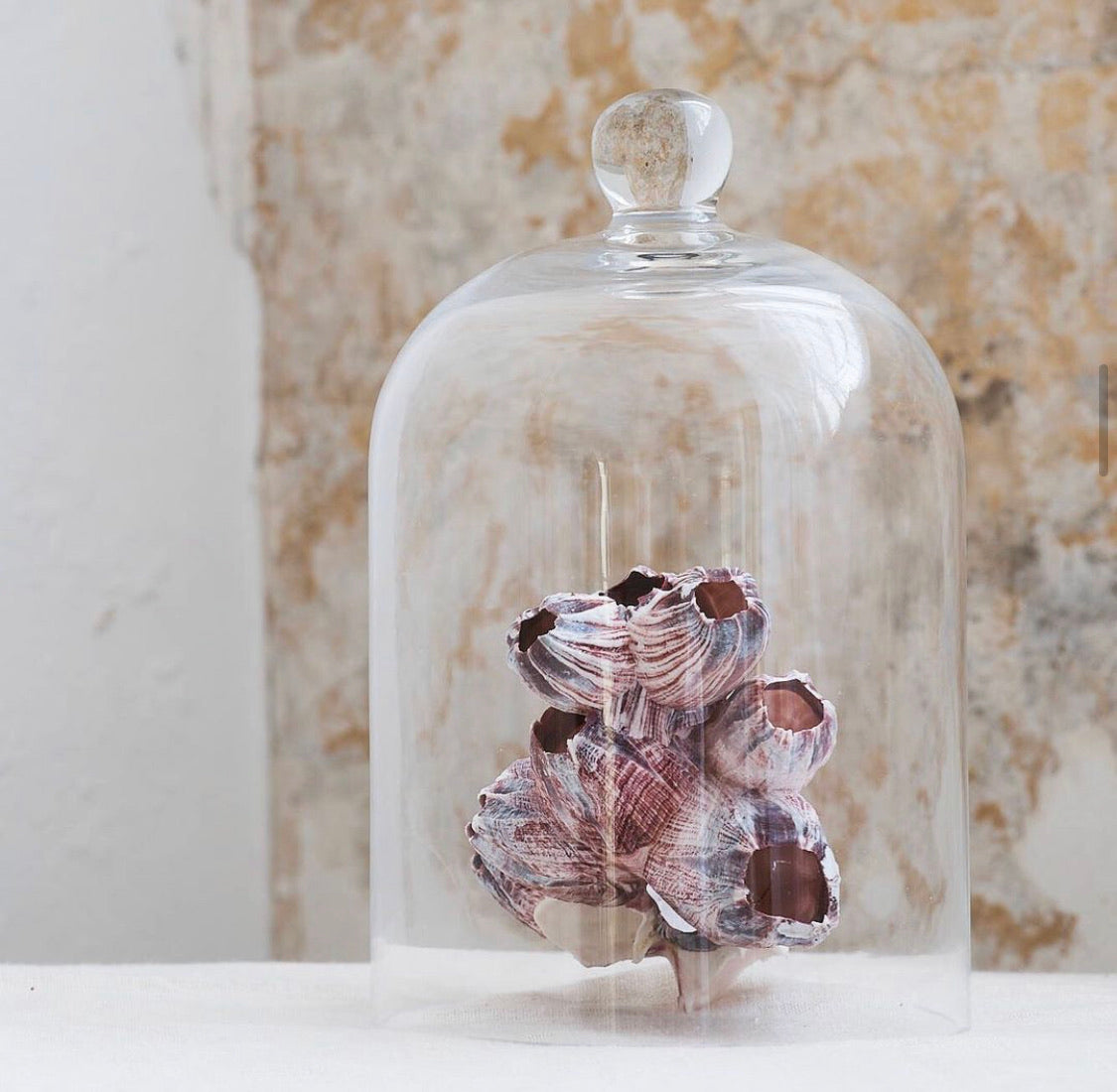 Natural Barnacle Cluster