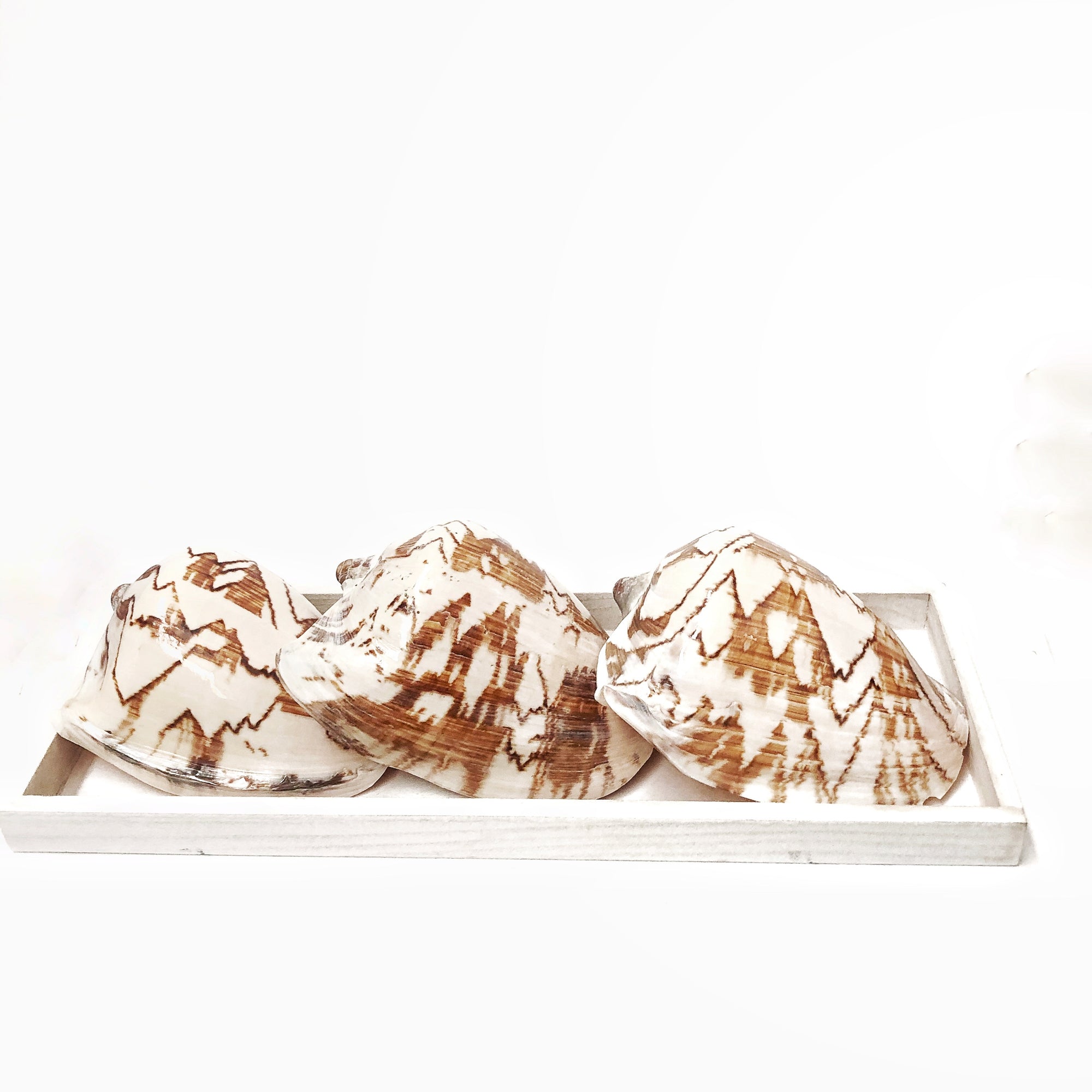 Real Noble Volute Shell