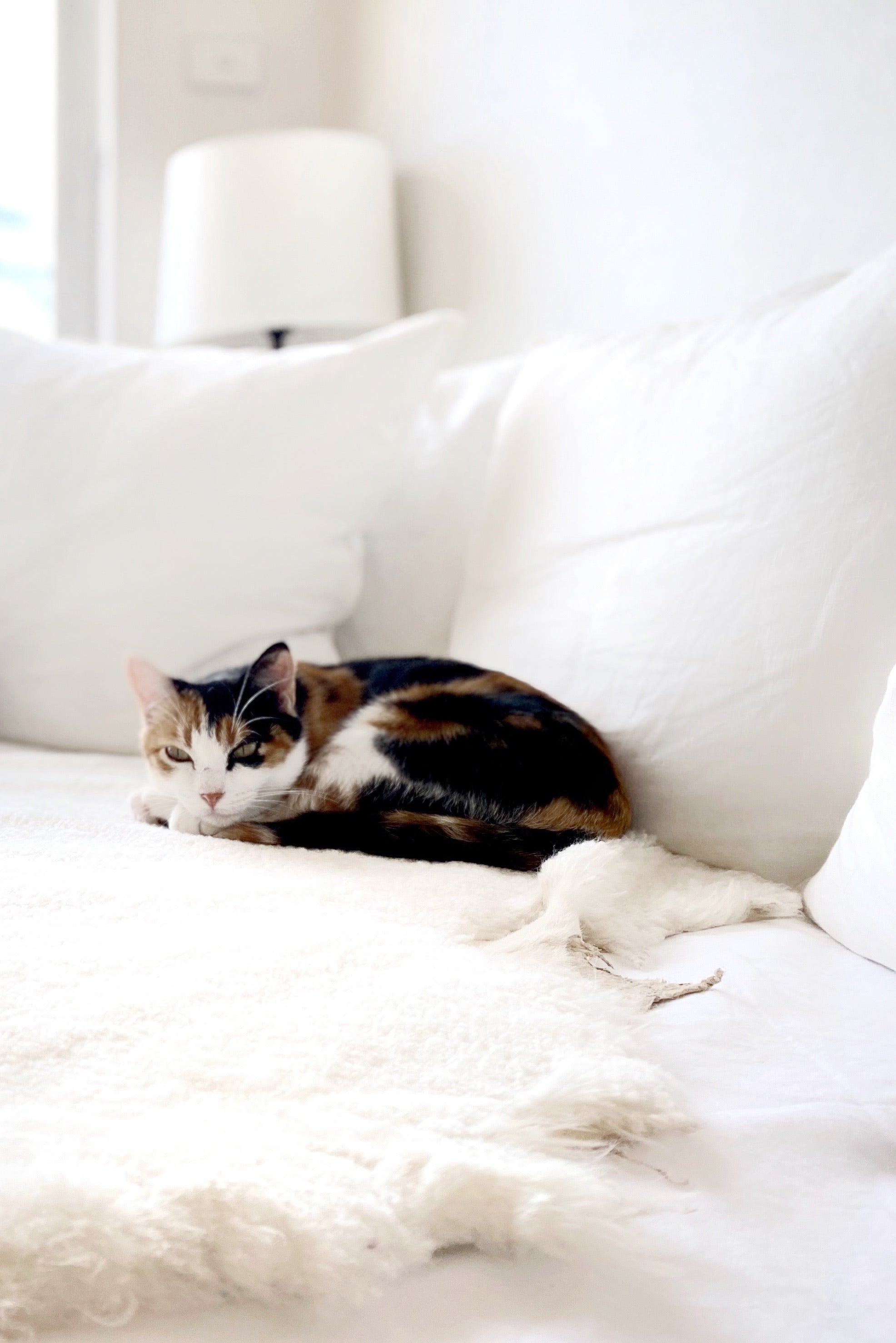 Genuine Australian Single Face Shorn Sheepskin Throw Liner - Ivory