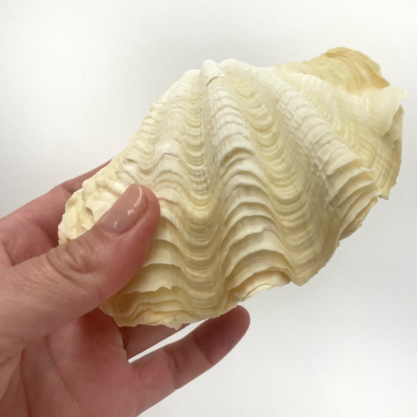 Real Clamshell Double 14 CM B - Sourceress