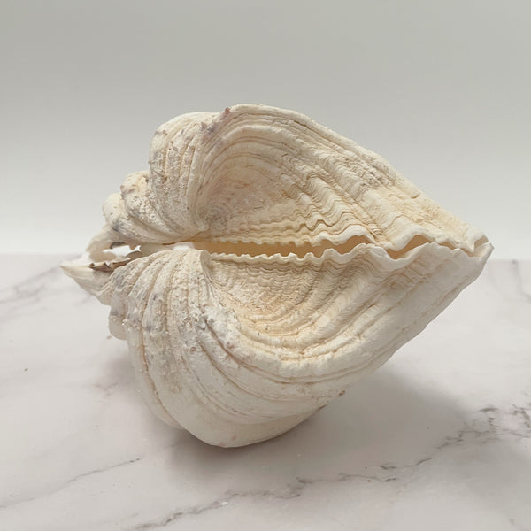 Real Clamshell Double 18 CM - Sourceress
