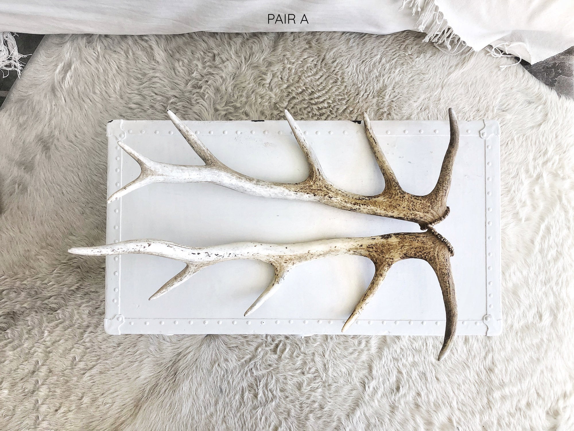 Real Fallow Deer Antler Pair - Sourceress