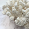 Soft Cauliflower Coral Specimen A