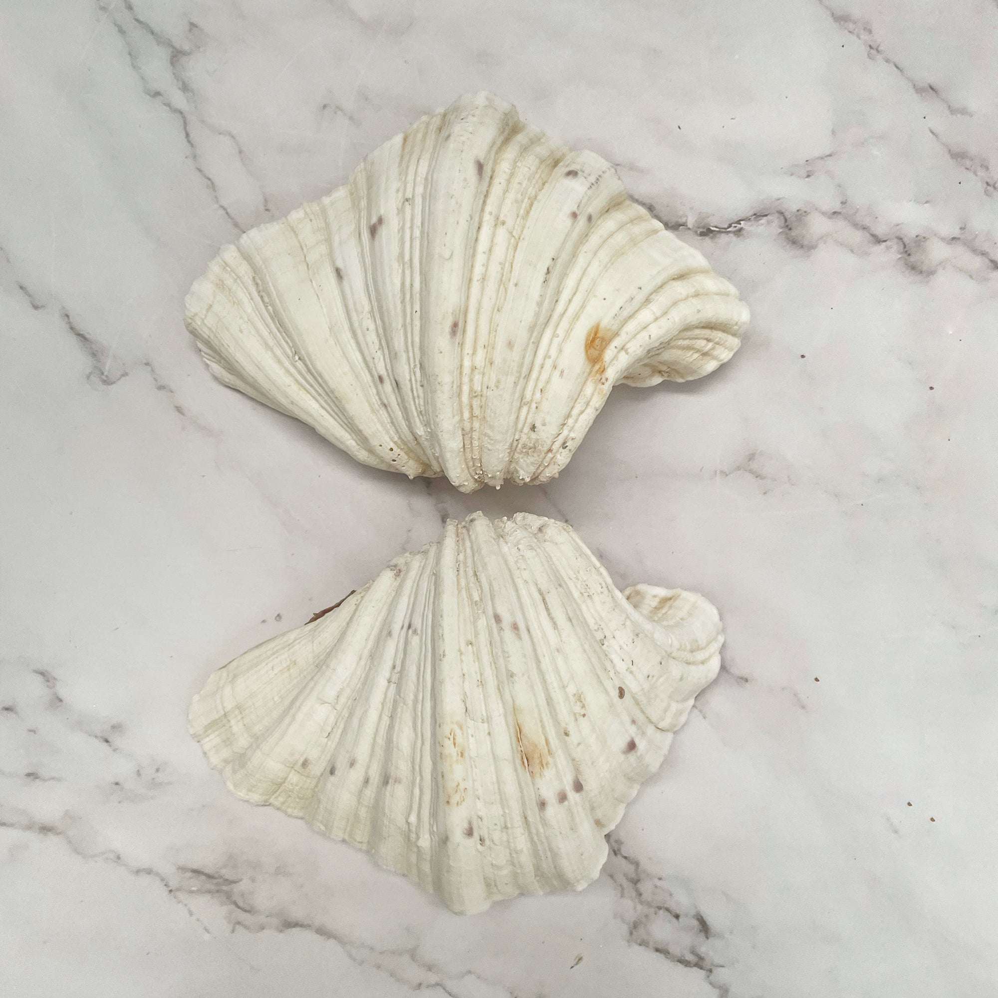 Real Clamshell Double 18 CM